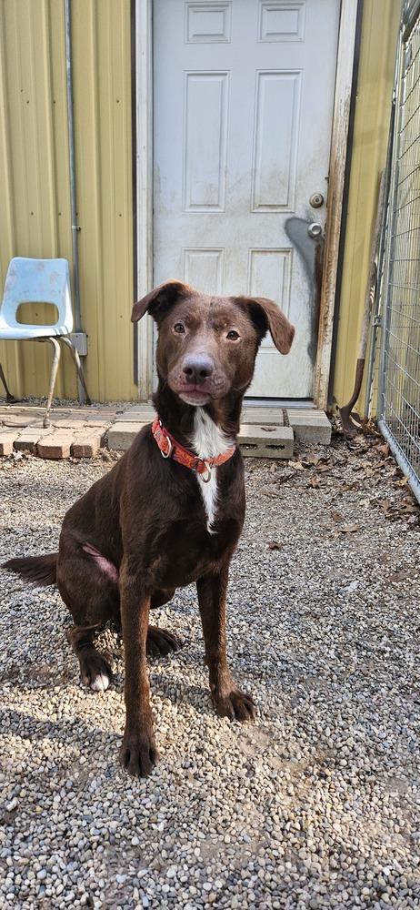 Boomer, Adoptable, Adult Male Labrador Retriever.