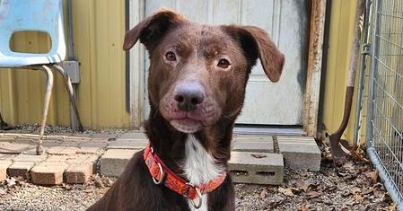 Boomer, Adoptable, Adult Male Labrador Retriever.