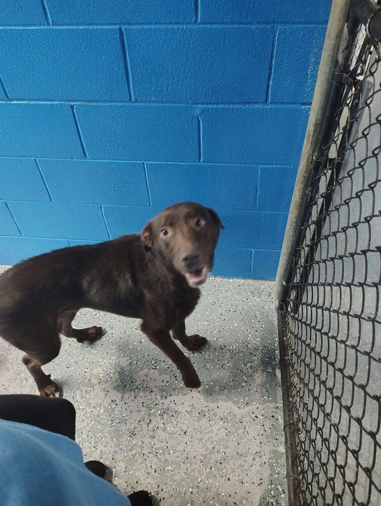 Boomer, a Adoptable Labrador Retriever in Muskegon, MI image 2/2