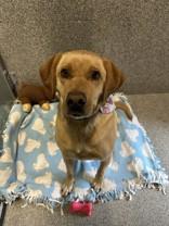 Tucker, ADOPTABLE, Adult Male Yellow Labrador Retriever.