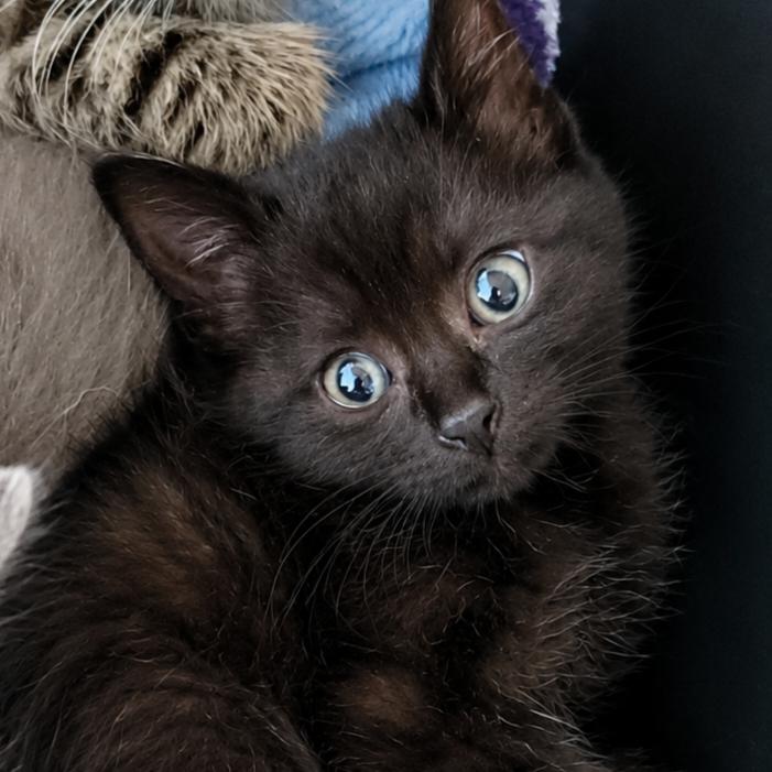 Enlarge Sabrina, a Adoptable Domestic Short Hair in Keizer, OR image 1/1