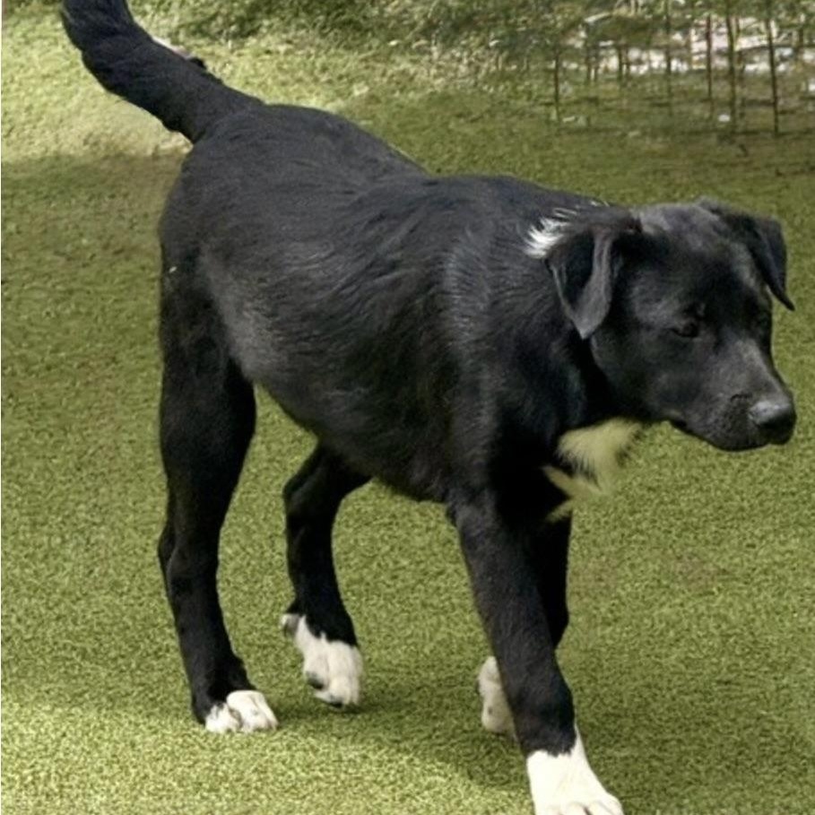 Twinkle , a Adoptable mixed breed in jackson, TN image 3/6