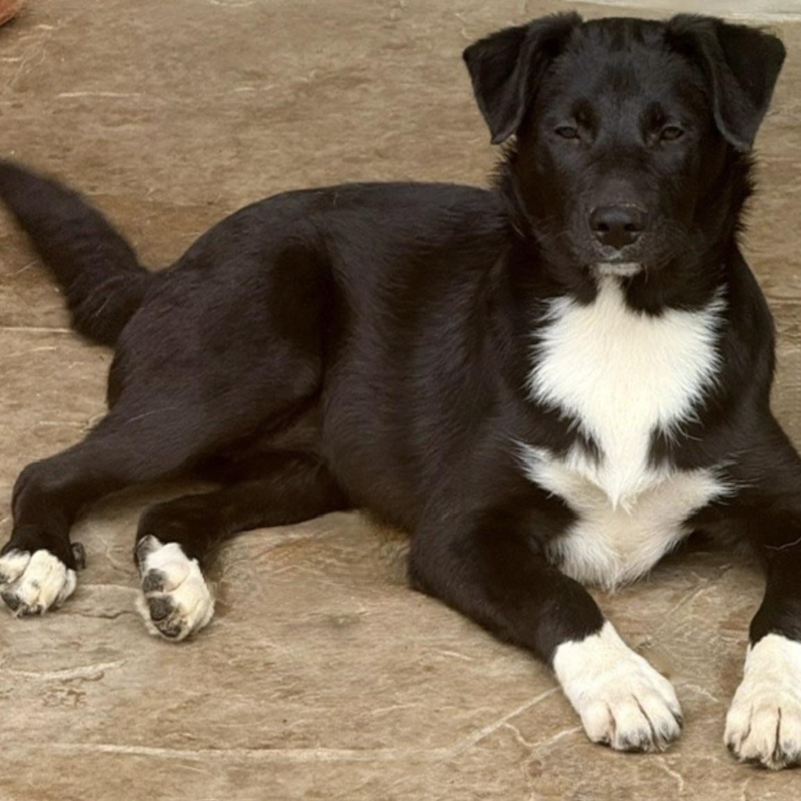 Twinkle , Adoptable, Puppy Female Labrador Retriever & Terrier.