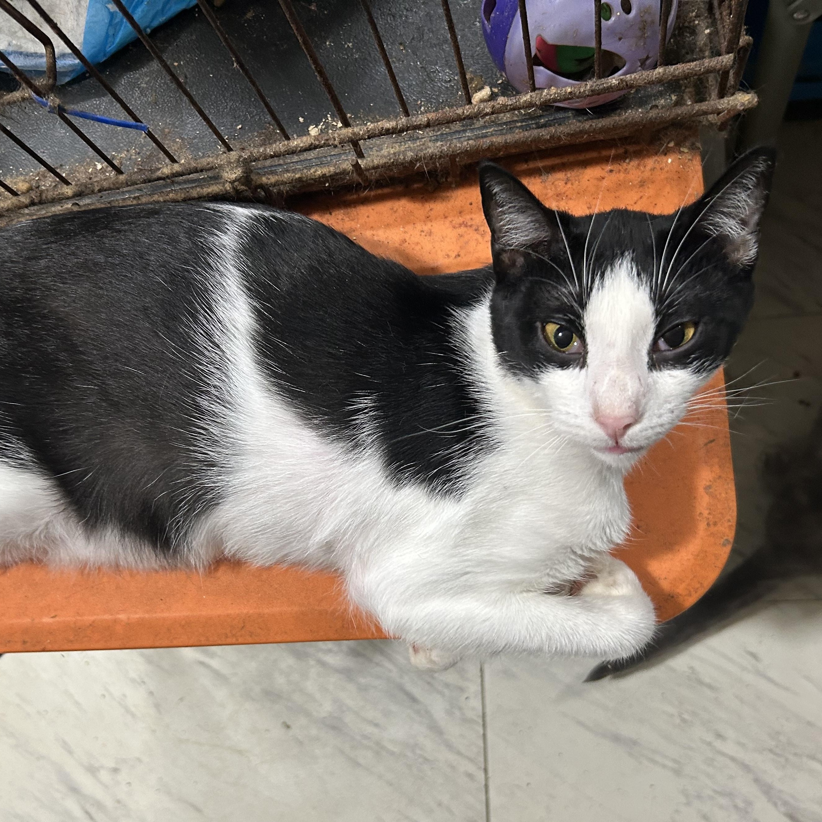 Enlarge Calliope, a Adoptable mixed breed in New Orleans, LA image 5/5