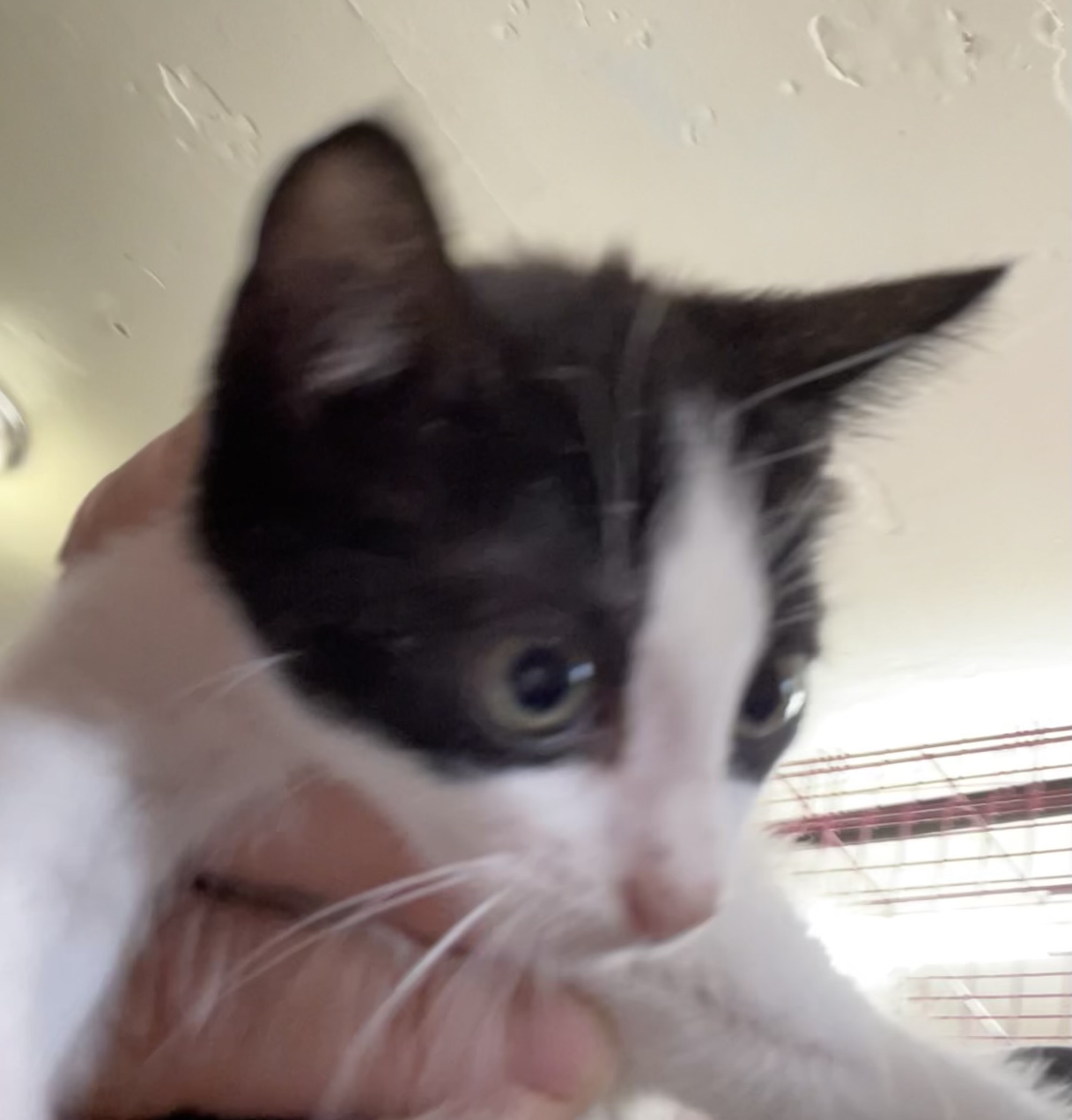 Calliope, an adoptable American Shorthair, Tuxedo in New Orleans, LA, 70175 | Photo Image 1
