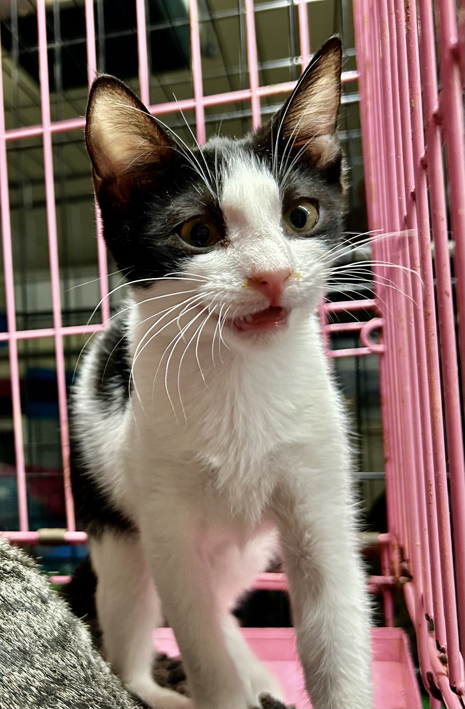 Calliope, an adoptable American Shorthair, Tuxedo in New Orleans, LA, 70175 | Photo Image 4
