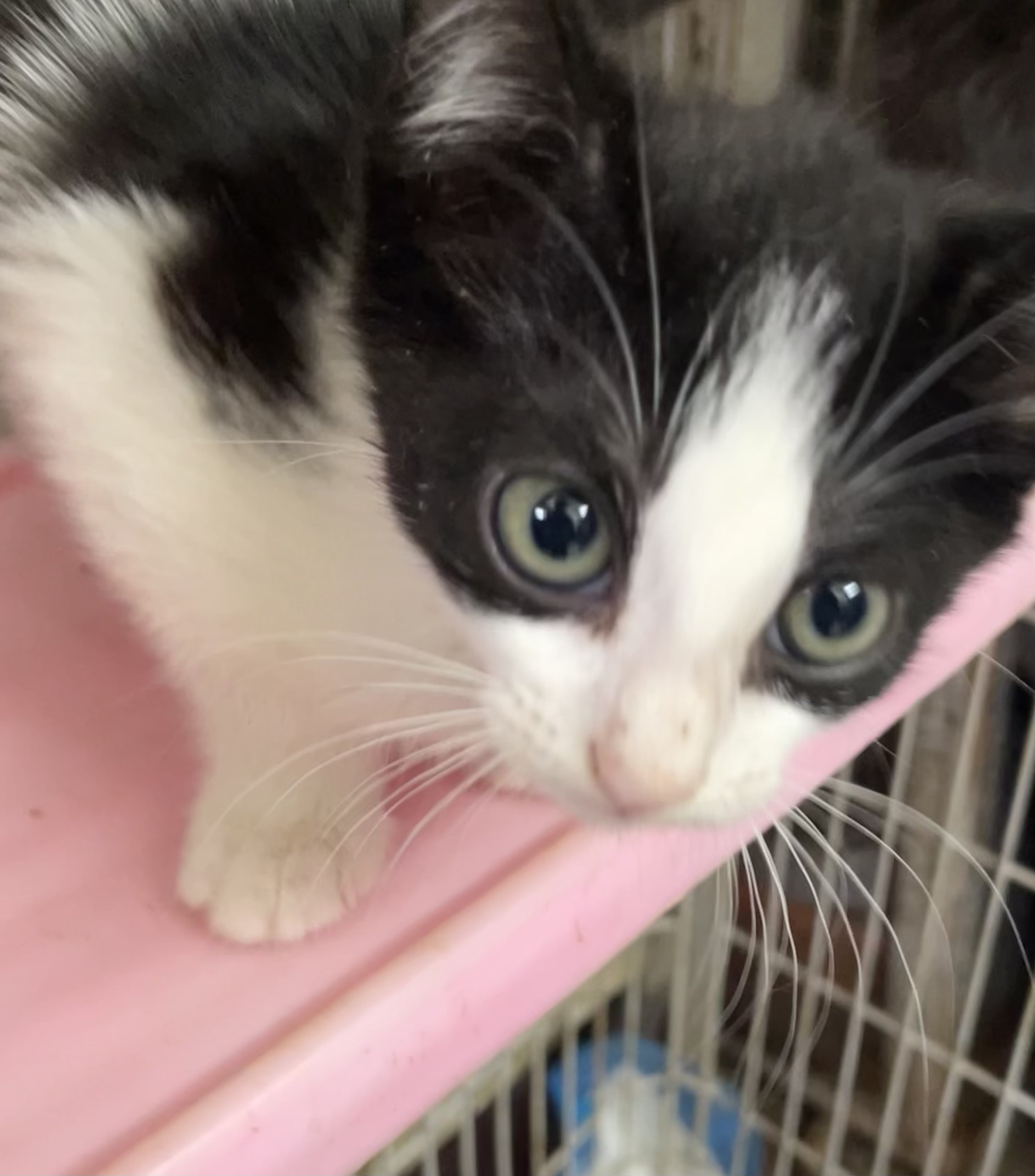 Calliope, an adoptable American Shorthair, Tuxedo in New Orleans, LA, 70175 | Photo Image 2