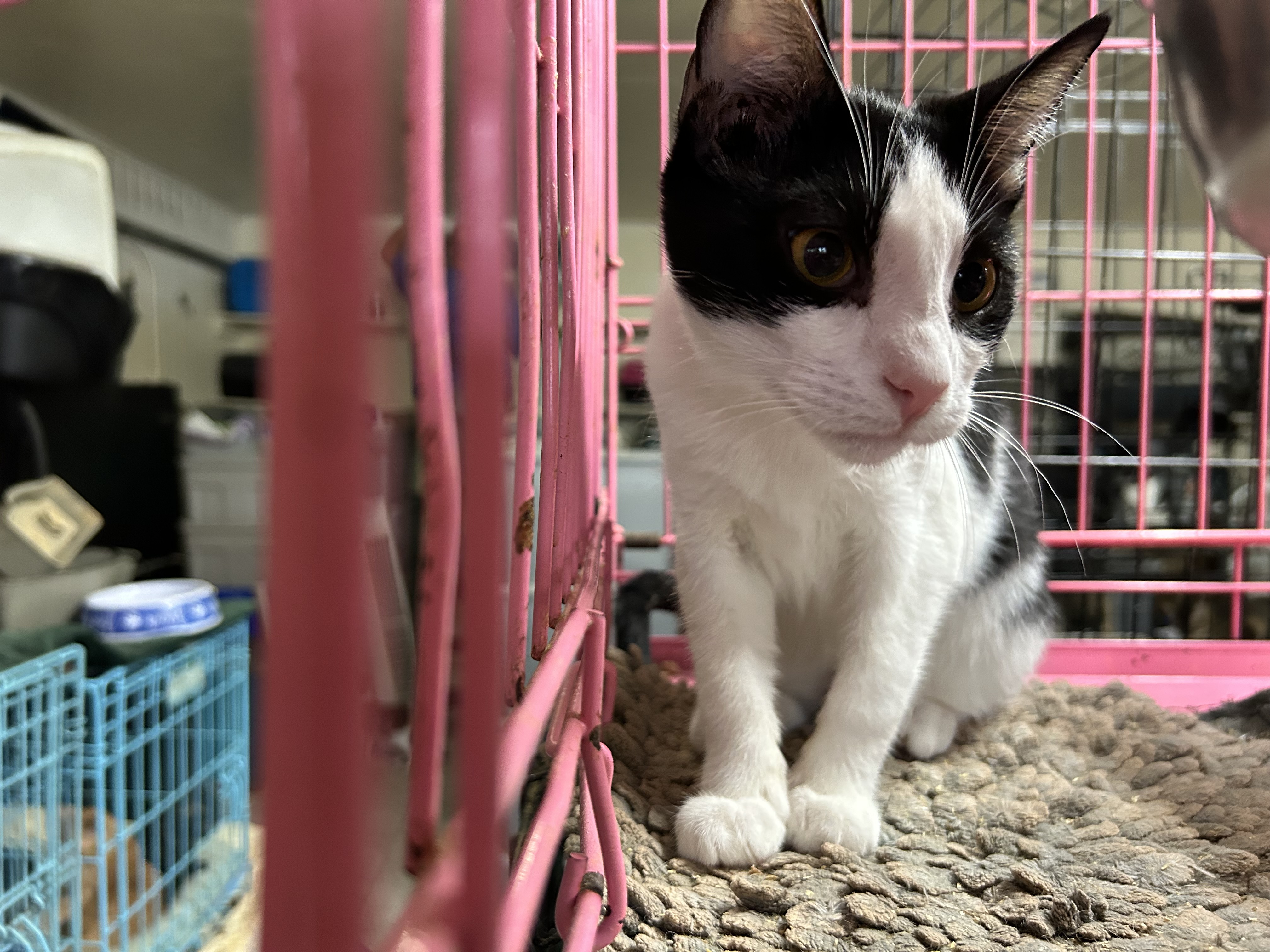 Calliope, an adoptable American Shorthair, Tuxedo in New Orleans, LA, 70175 | Photo Image 5