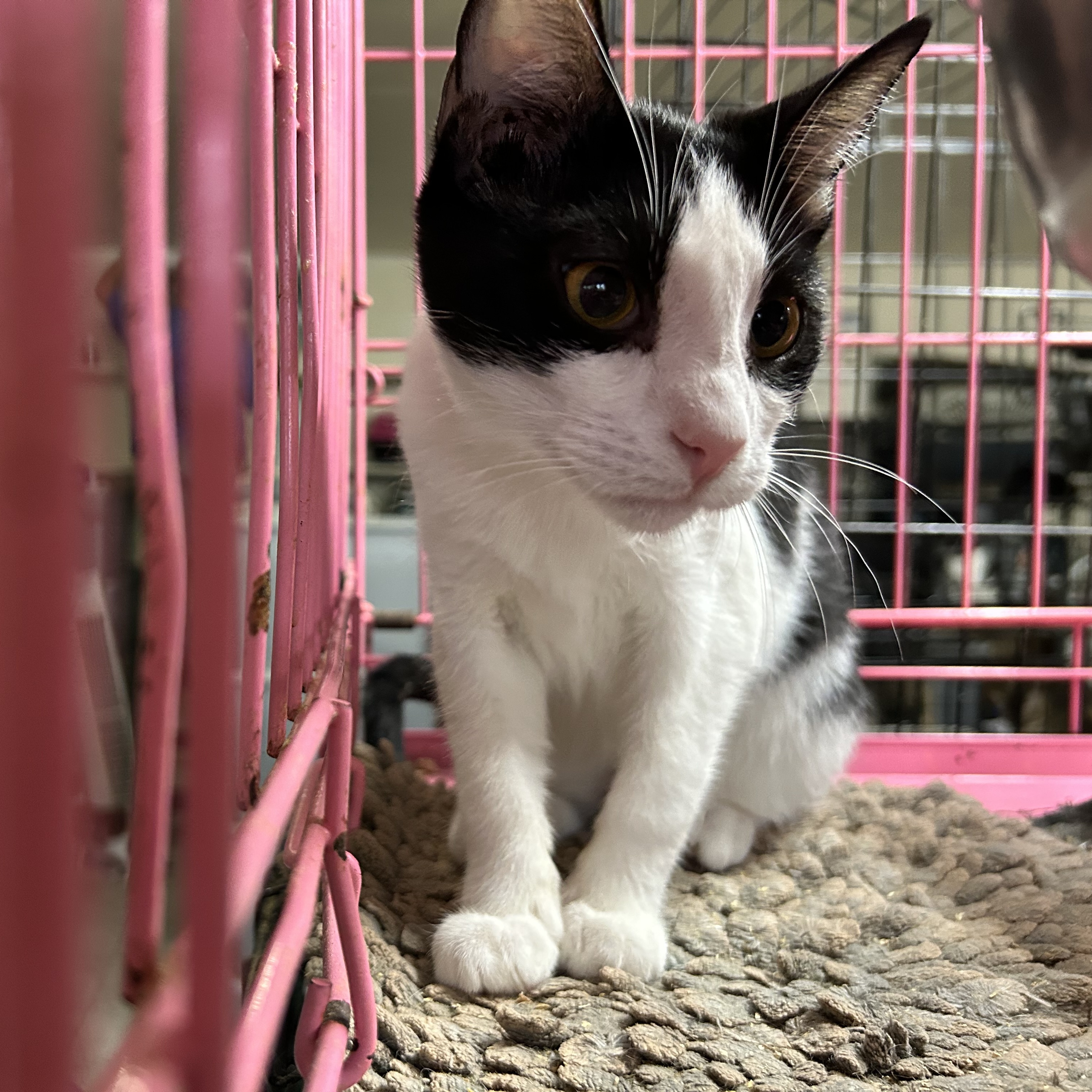 Enlarge Calliope, a Adoptable mixed breed in New Orleans, LA image 3/5