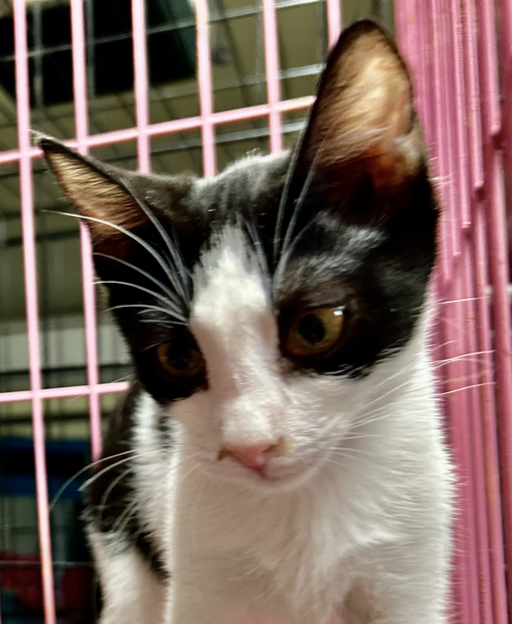 Calliope, an adoptable American Shorthair, Tuxedo in New Orleans, LA, 70175 | Photo Image 3