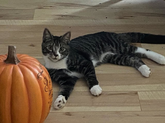 Pfizer, a Adoptable mixed breed in Fredericton, NB image 1/4