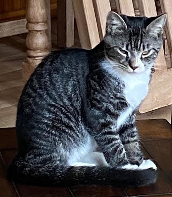 Pfizer, a Adoptable mixed breed in Fredericton, NB image 2/4