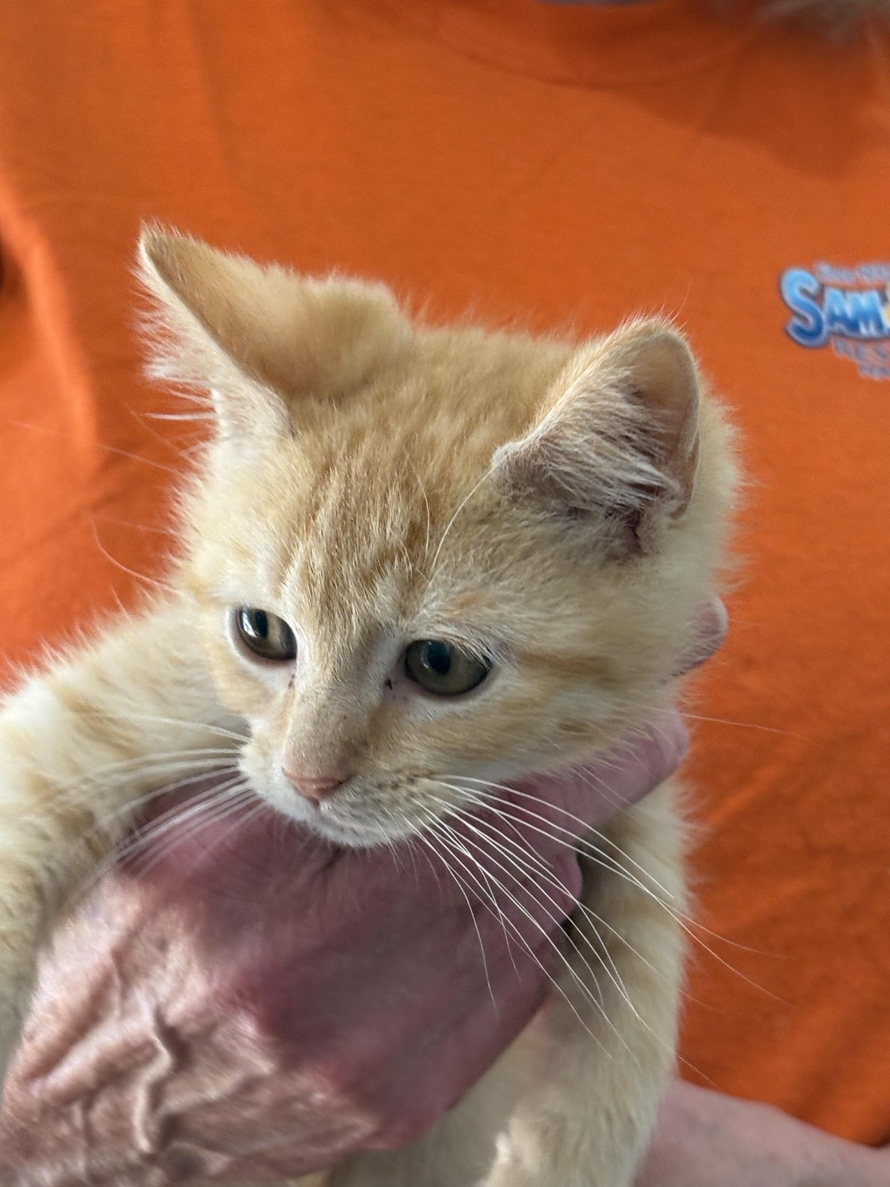 Enlarge Ember, a Adoptable Domestic Short Hair in Sneads Ferry, NC image 1/1