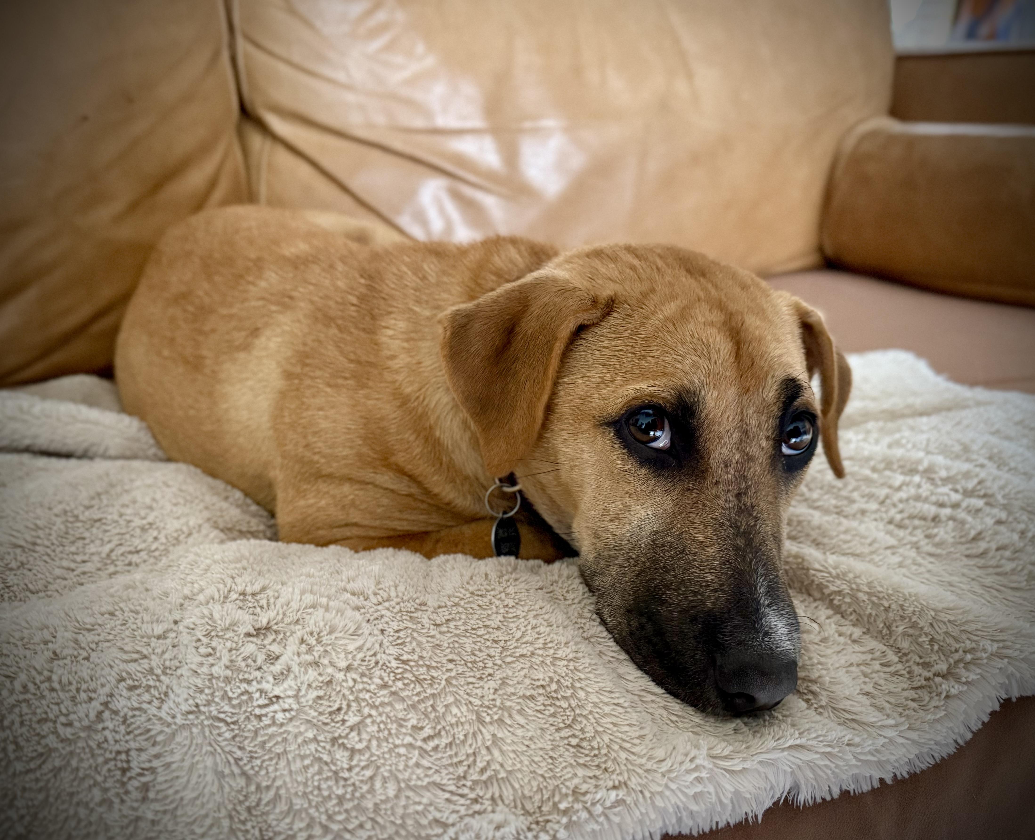 Enlarge Cheddar, a ADOPTABLE mixed breed in Milton, FL image 4/6