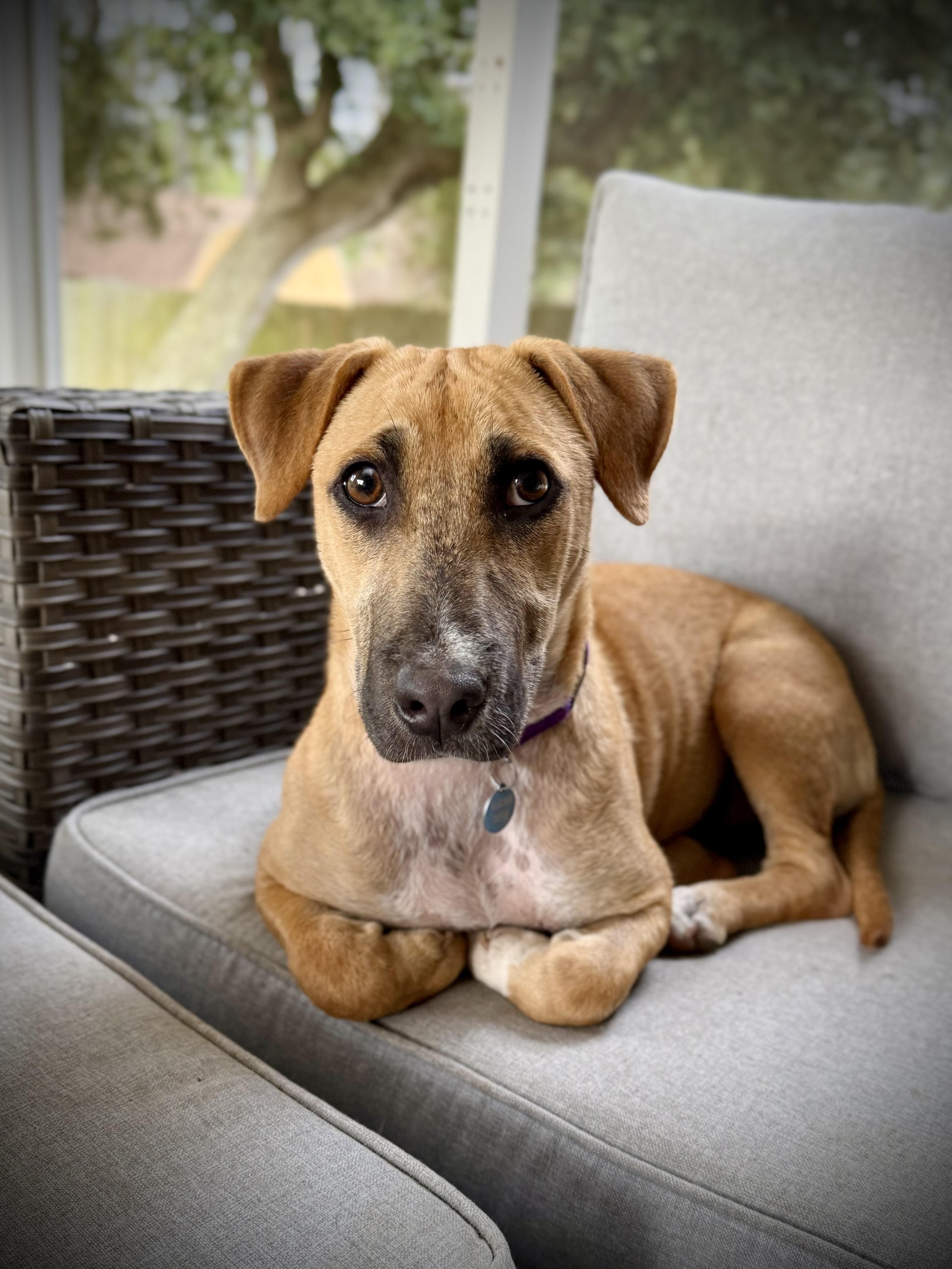 Enlarge Cheddar, a ADOPTABLE mixed breed in Milton, FL image 5/6