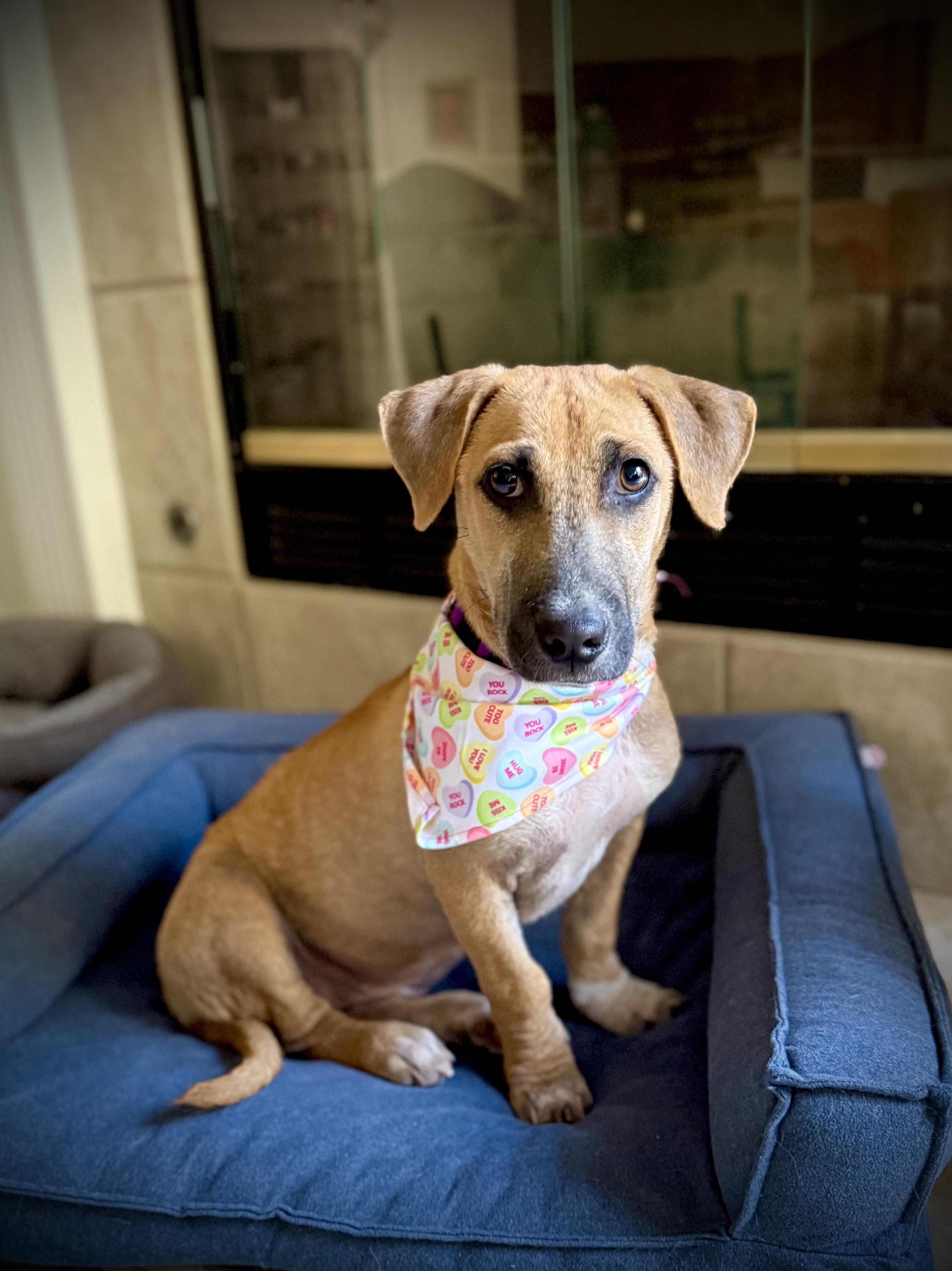 Enlarge Cheddar, a ADOPTABLE mixed breed in Milton, FL image 2/6