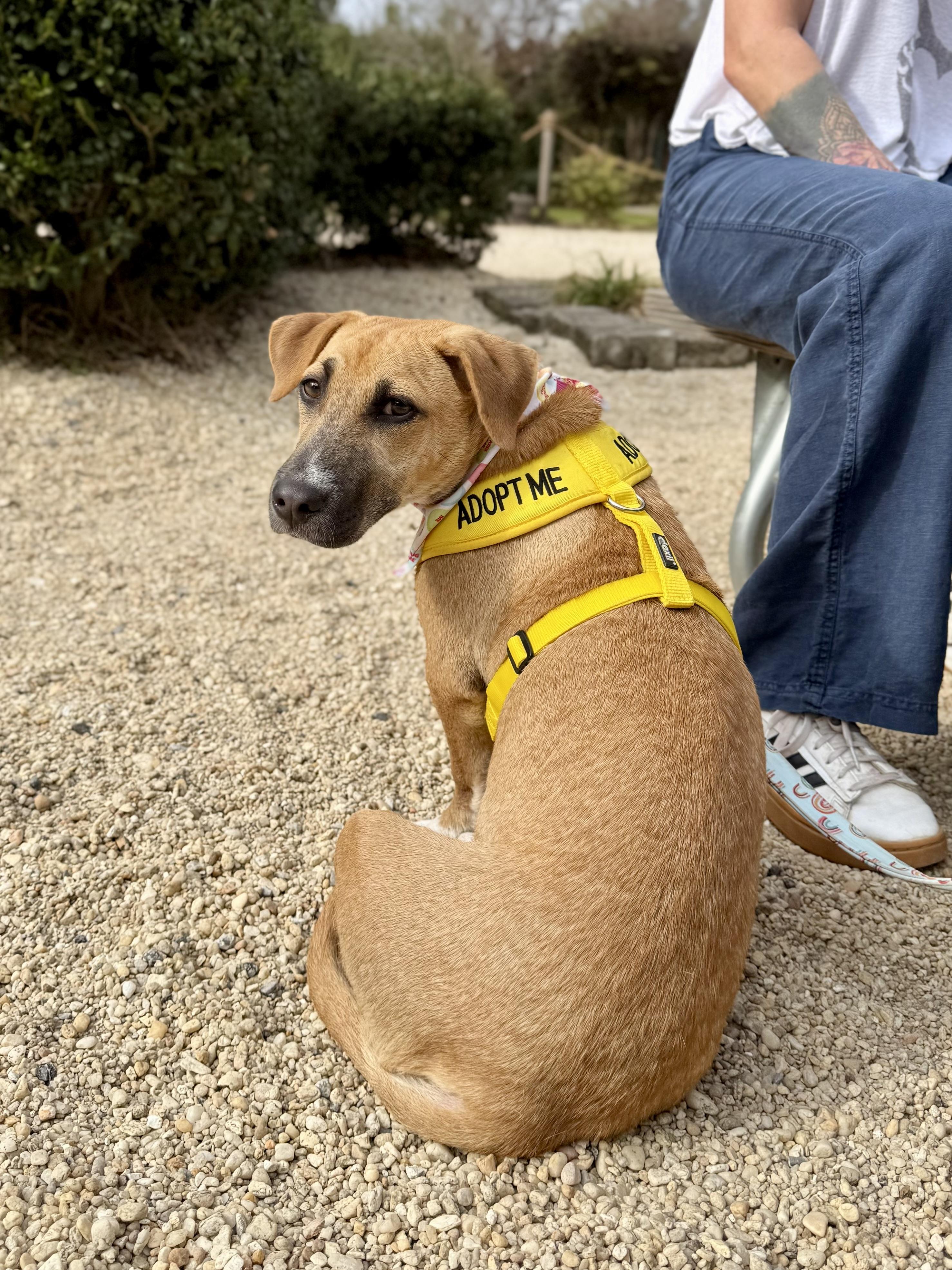 Enlarge Cheddar, a ADOPTABLE mixed breed in Milton, FL image 6/6