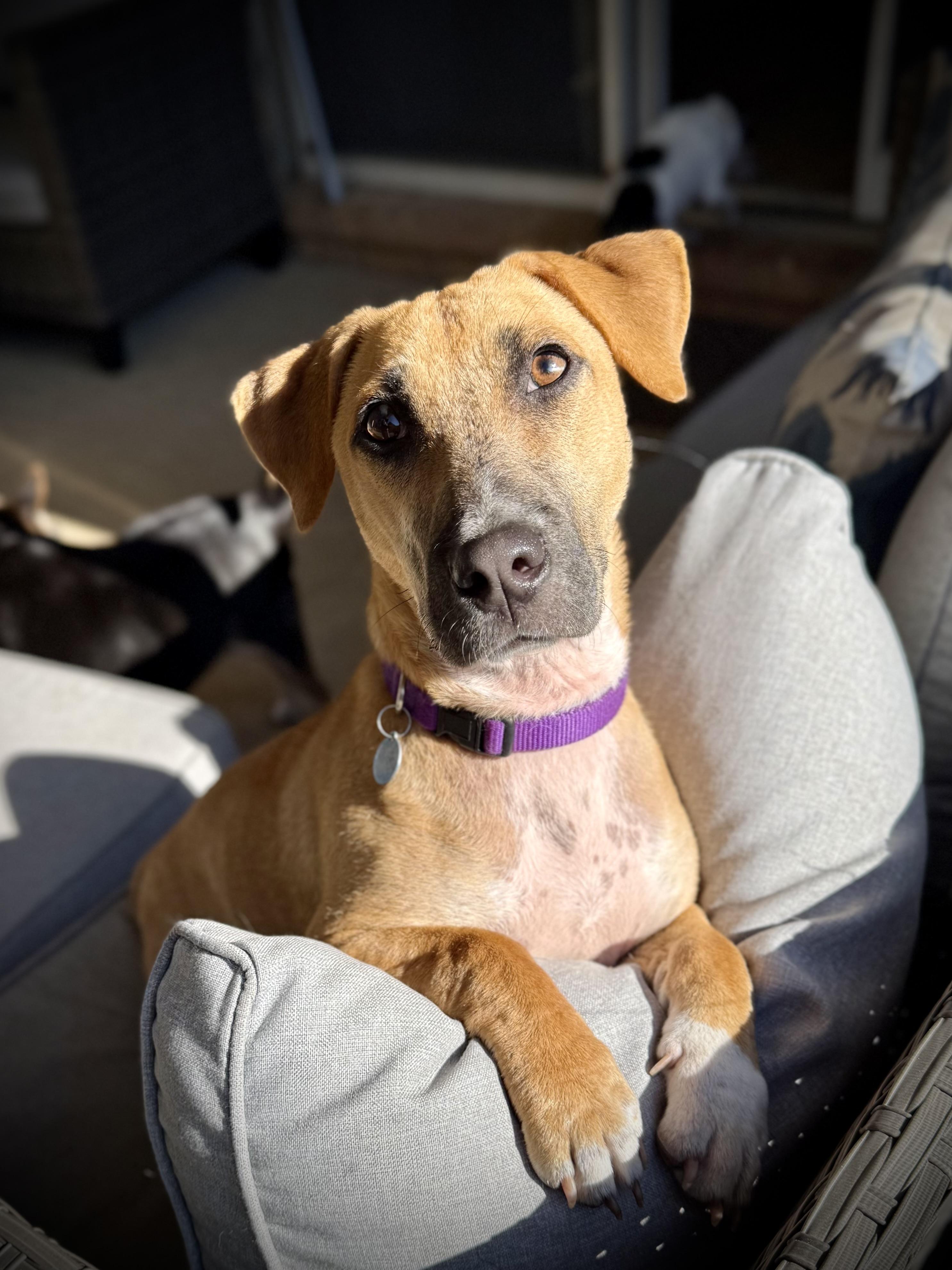 Enlarge Cheddar, an adoptable mixed breed in Milton, FL image 1/6