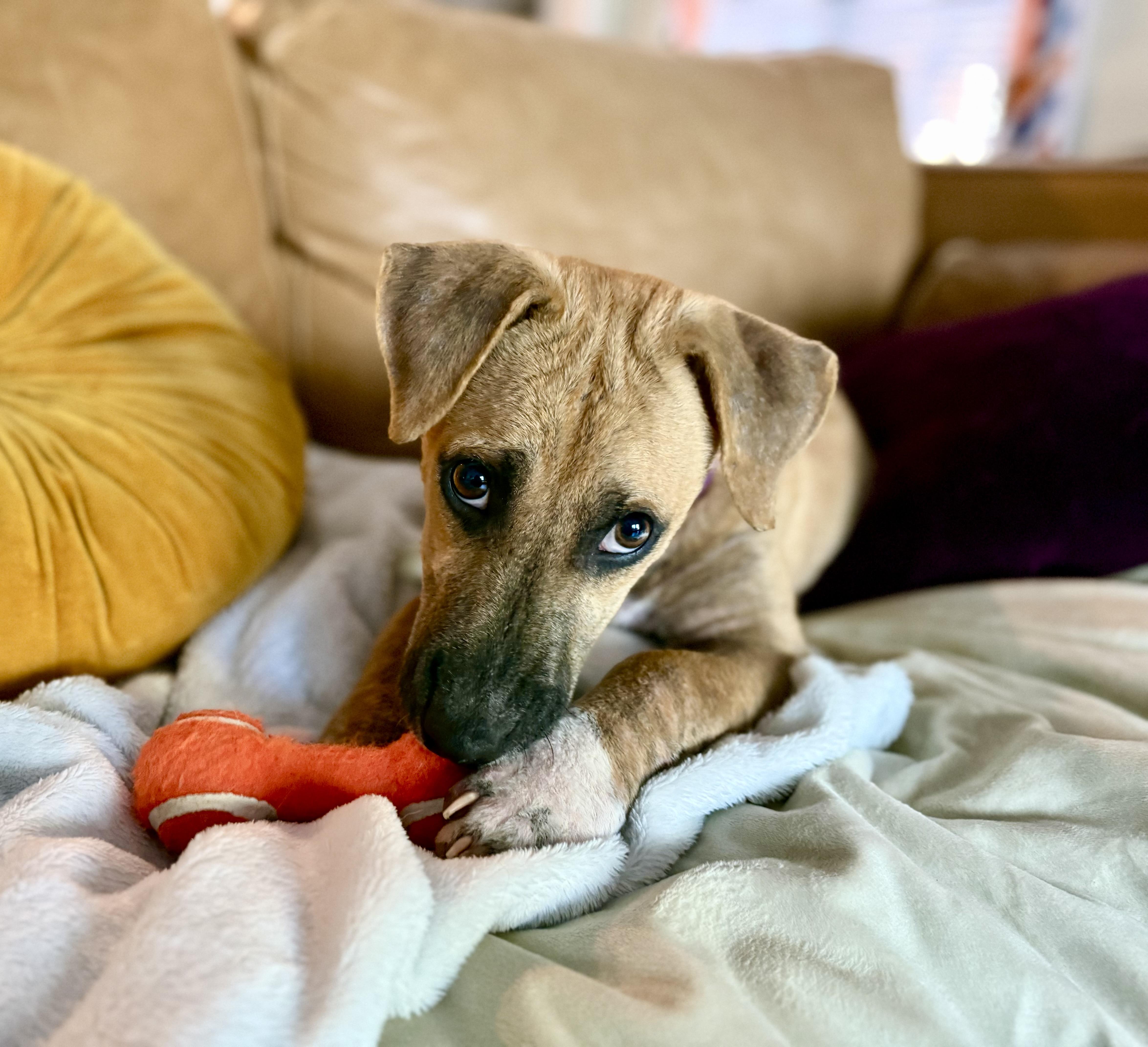 Enlarge Cheddar, a ADOPTABLE mixed breed in Milton, FL image 3/6