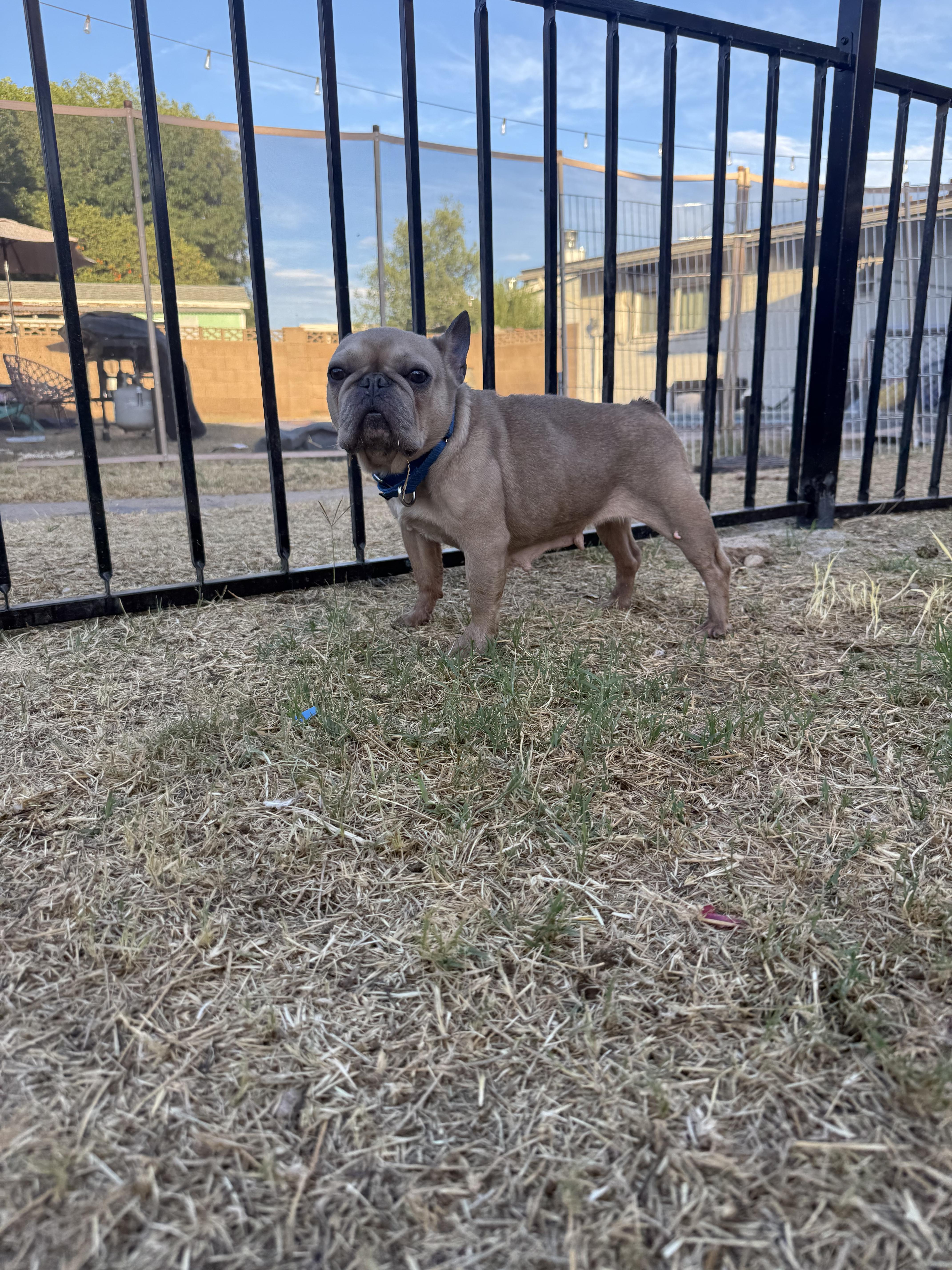 Nellie, Adoptable, Adult Female French Bulldog.