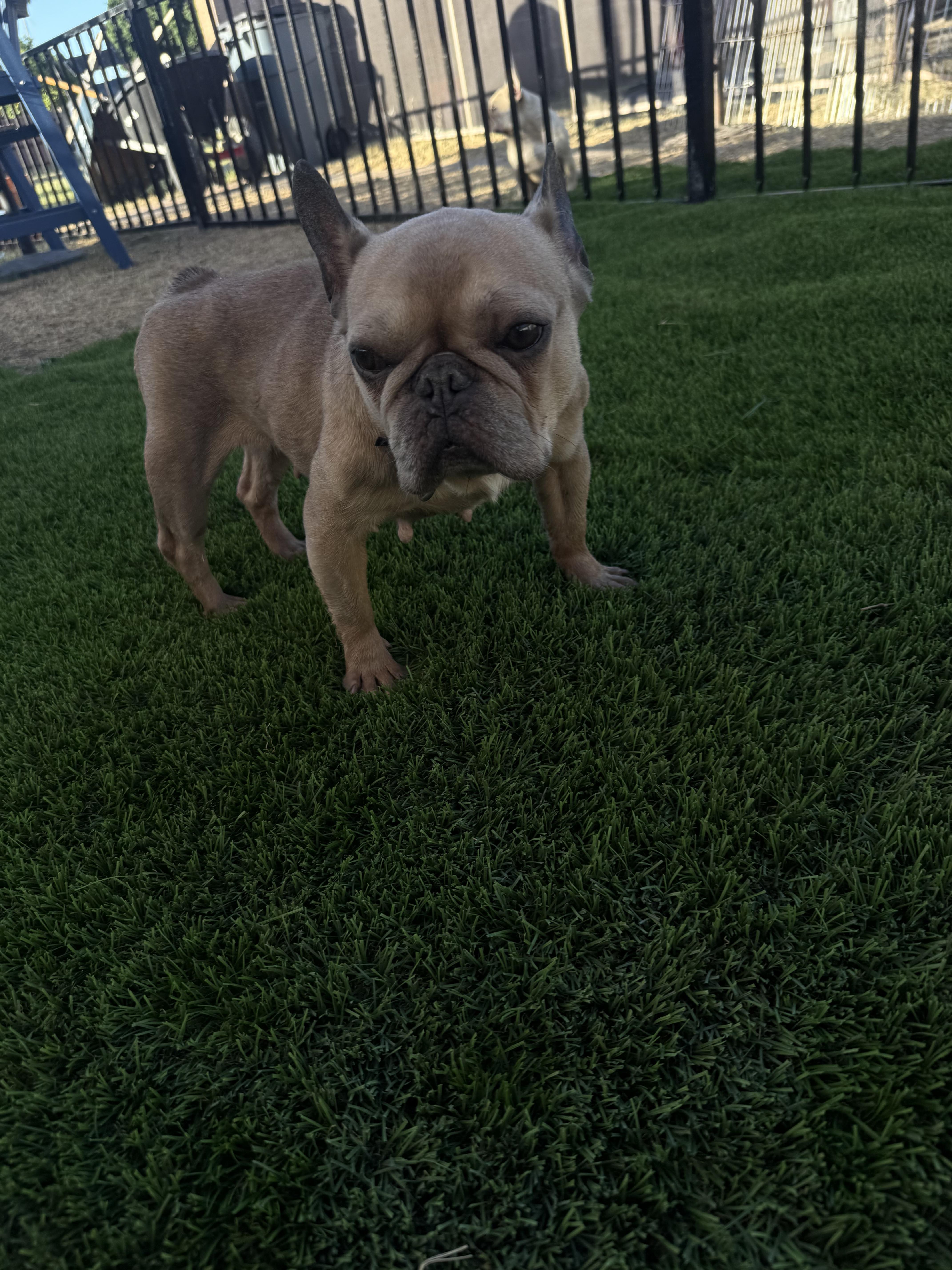 Nellie, a Adoptable French Bulldog in Mesa, AZ image 2/6