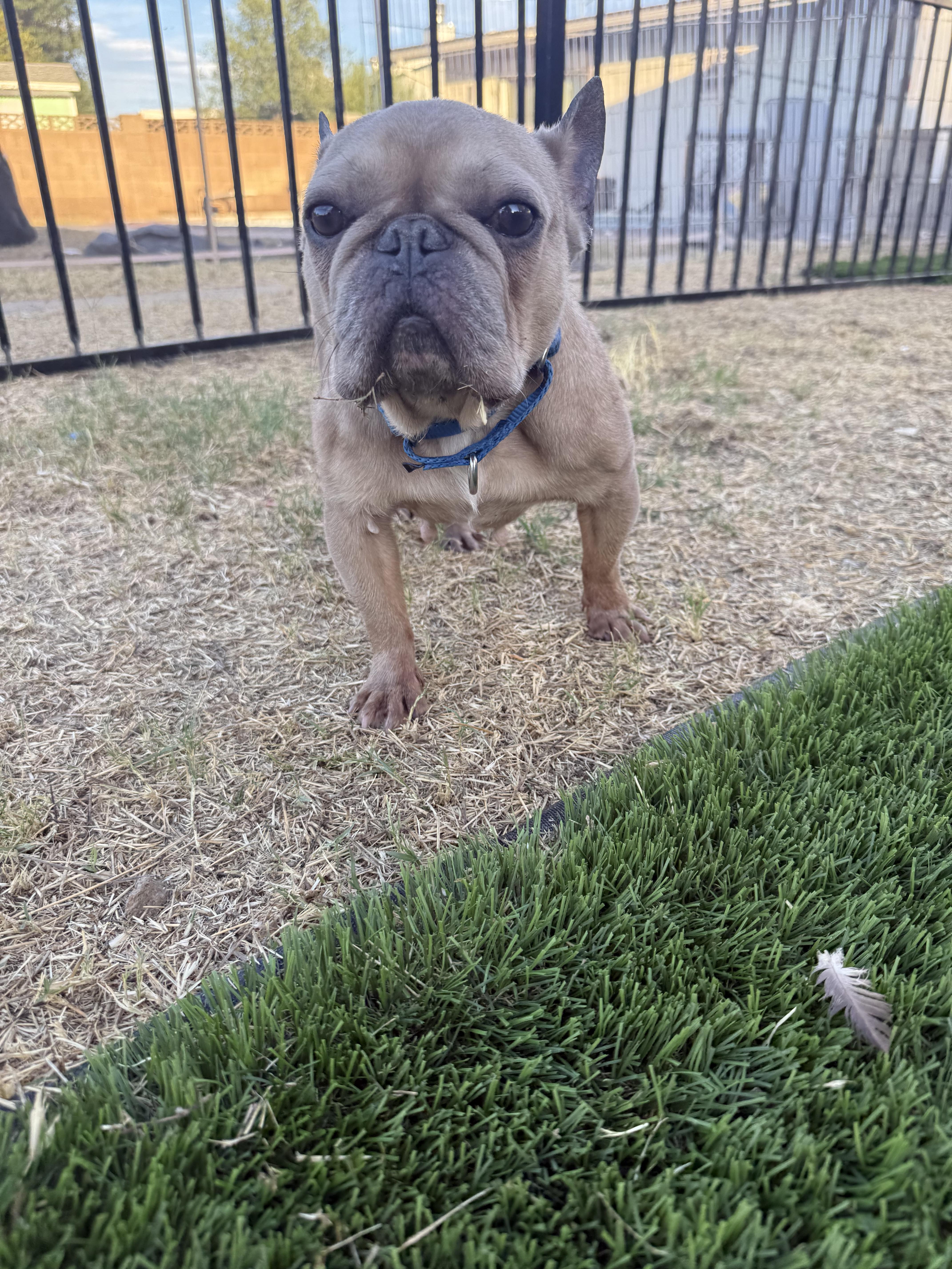 Nellie, a Adoptable French Bulldog in Mesa, AZ image 3/6