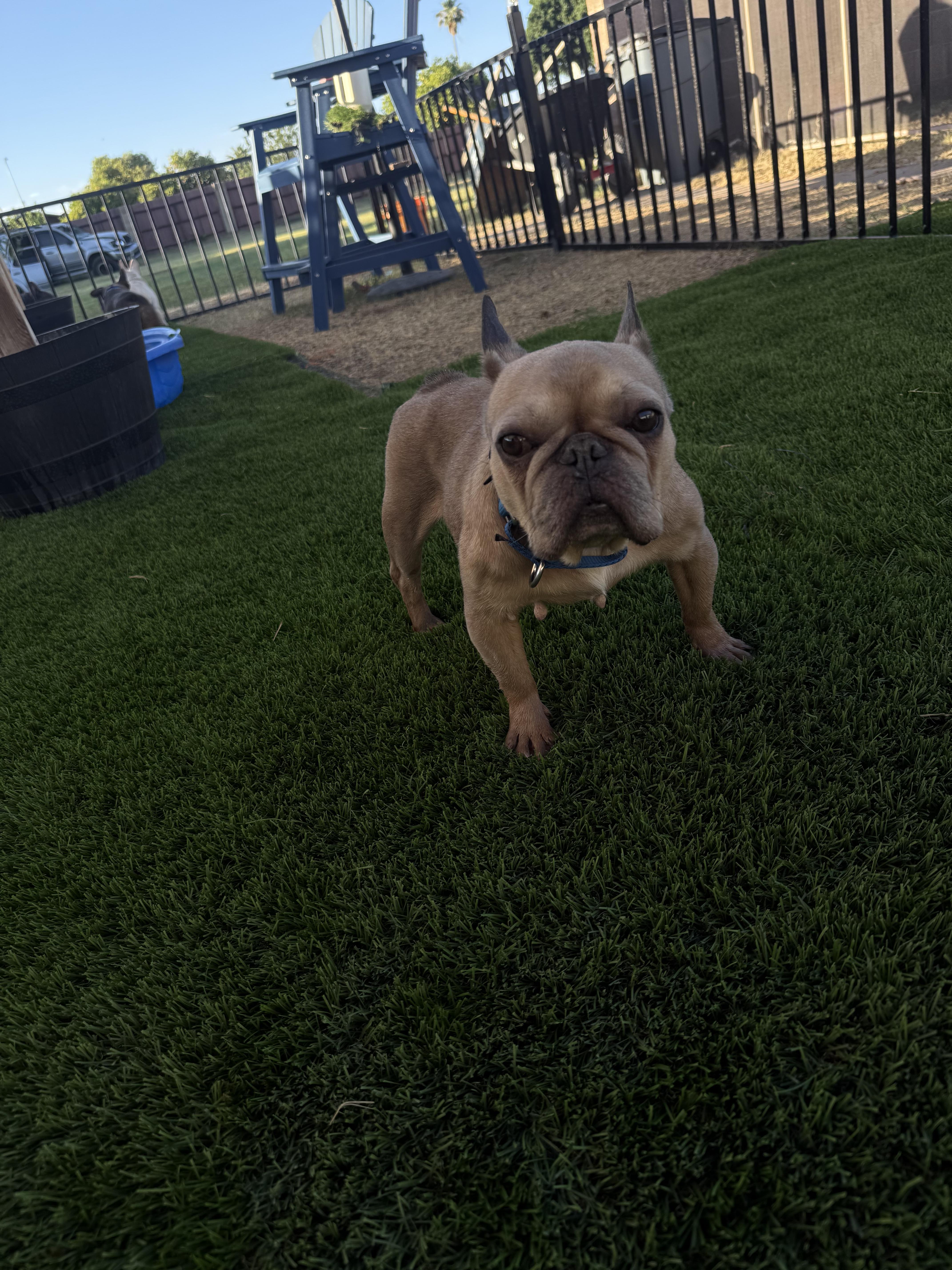 Nellie, a Adoptable French Bulldog in Mesa, AZ image 4/6