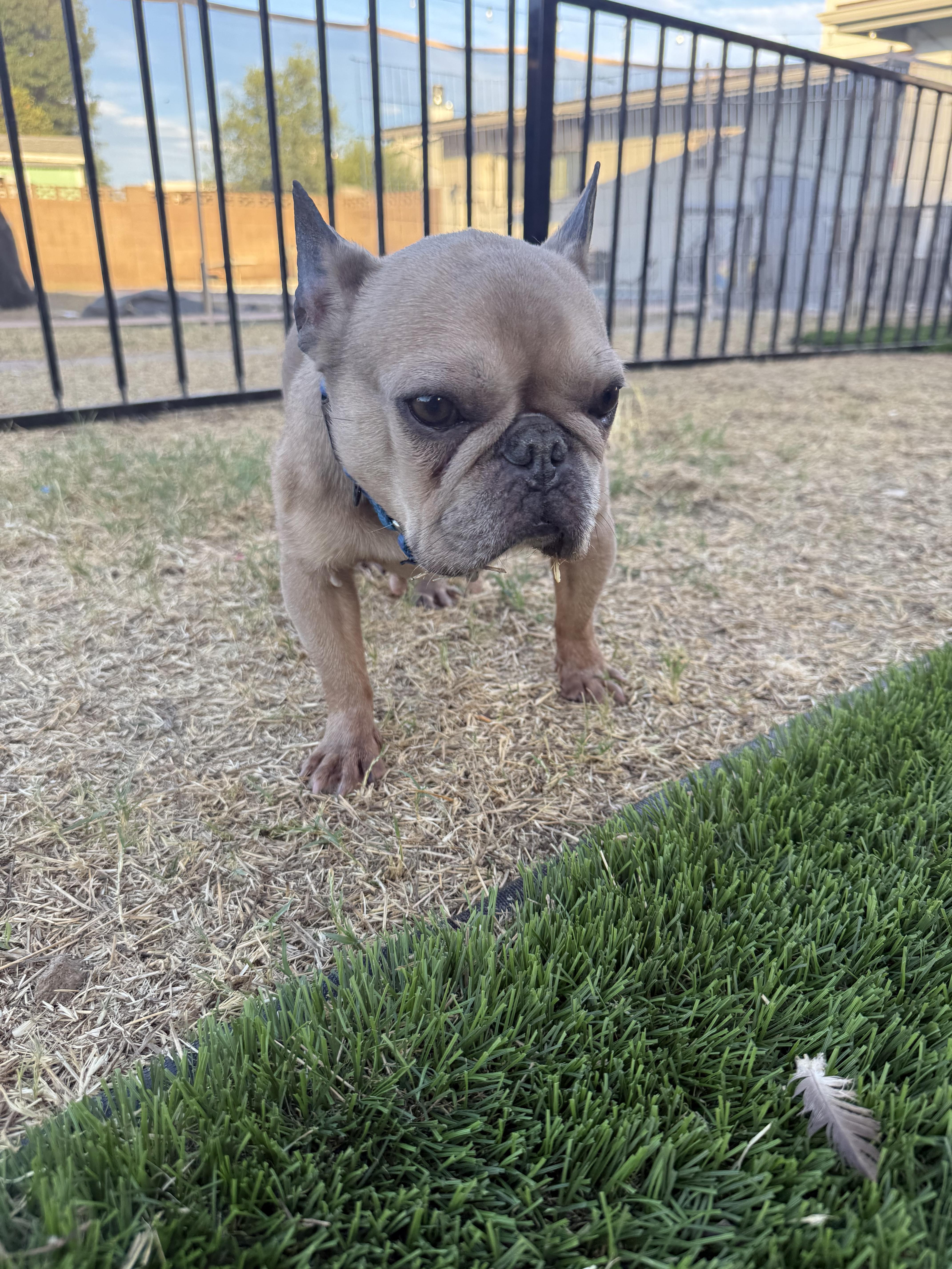 Nellie, a Adoptable French Bulldog in Mesa, AZ image 5/6