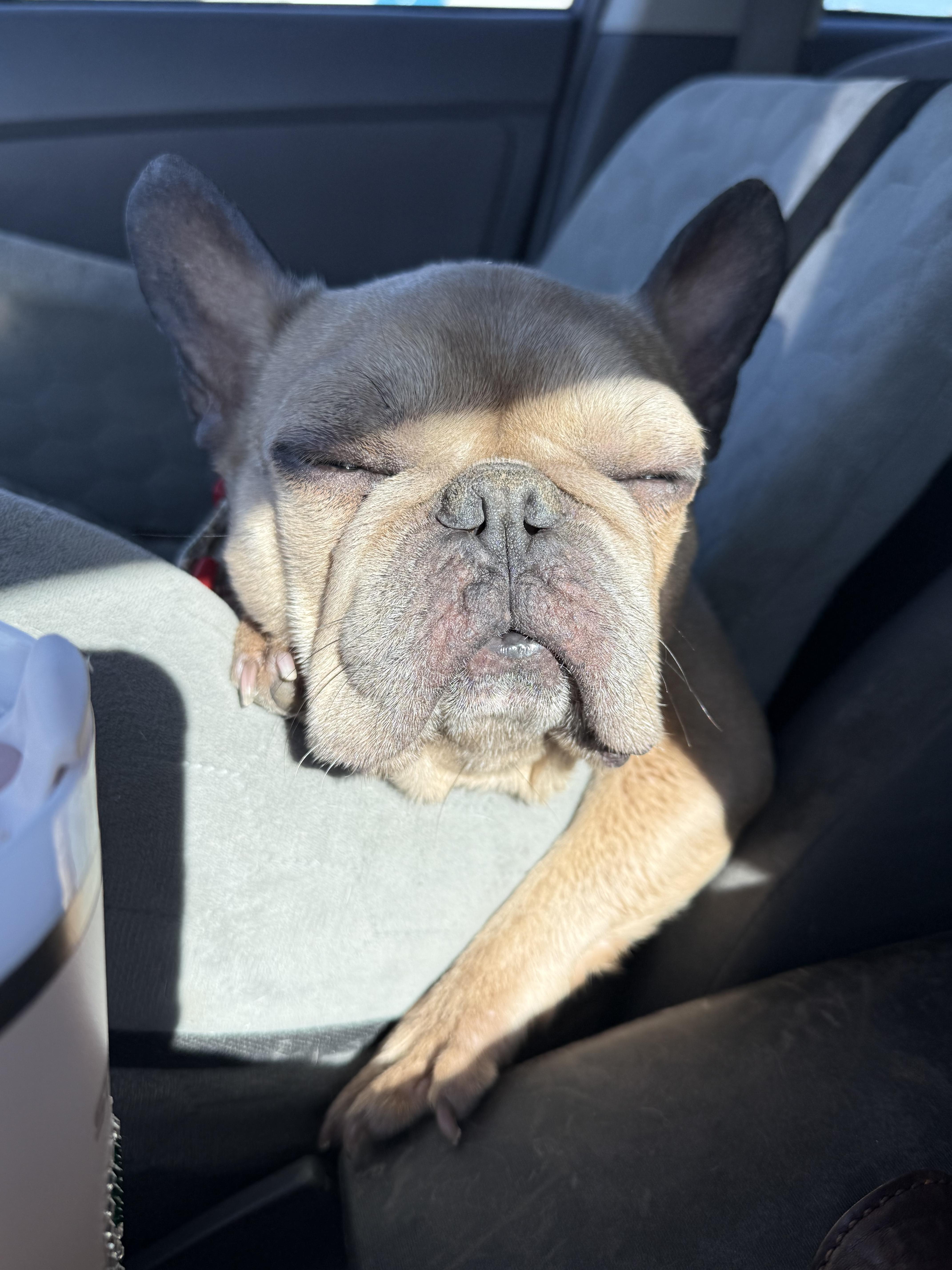 Nellie, a Adoptable French Bulldog in Mesa, AZ image 6/6