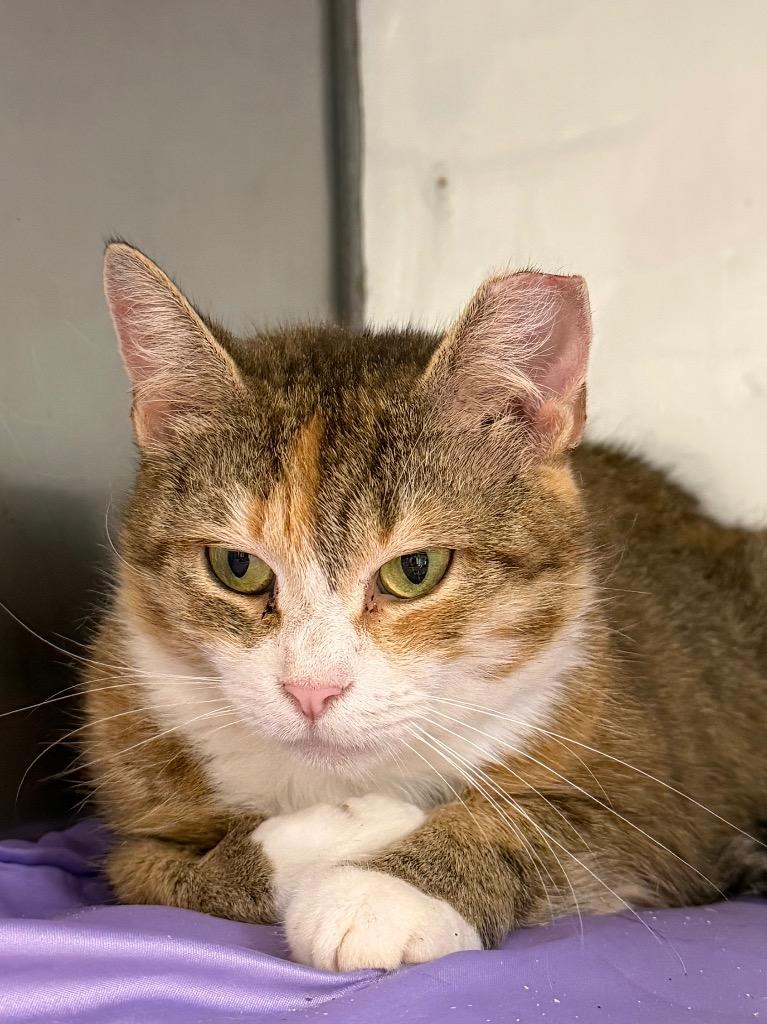 Confetti, Adoptable, Adult Female Domestic Short Hair.
