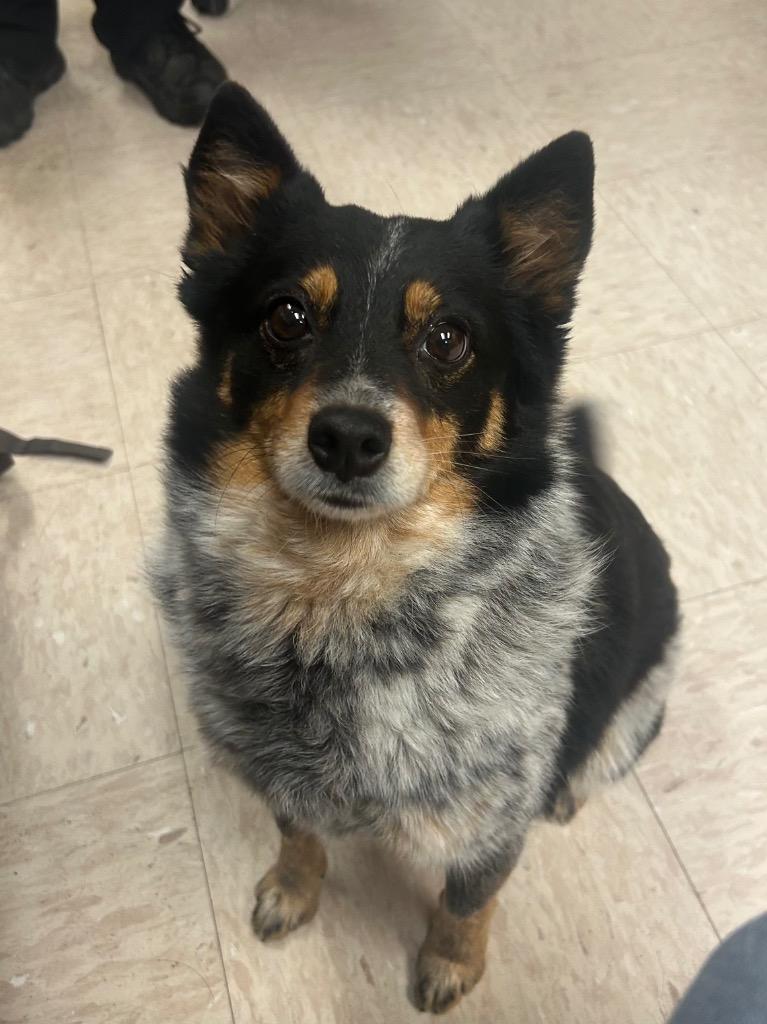 Enlarge Luna, a Adoptable Australian Cattle Dog / Blue Heeler in Benton, AR image 1/1