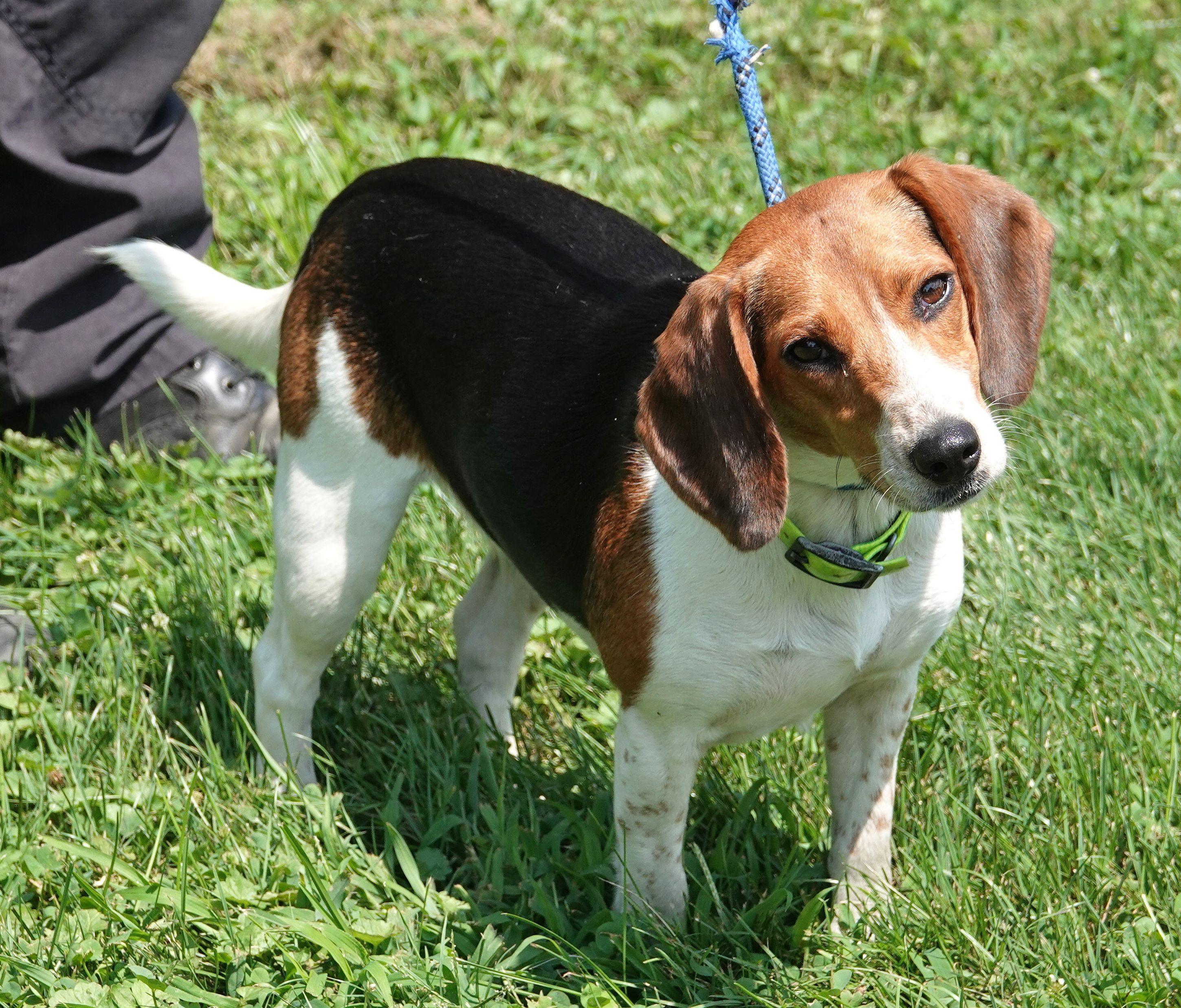 Riley - ADOPTED, an adopted Beagle in Millfield, OH image 2/3