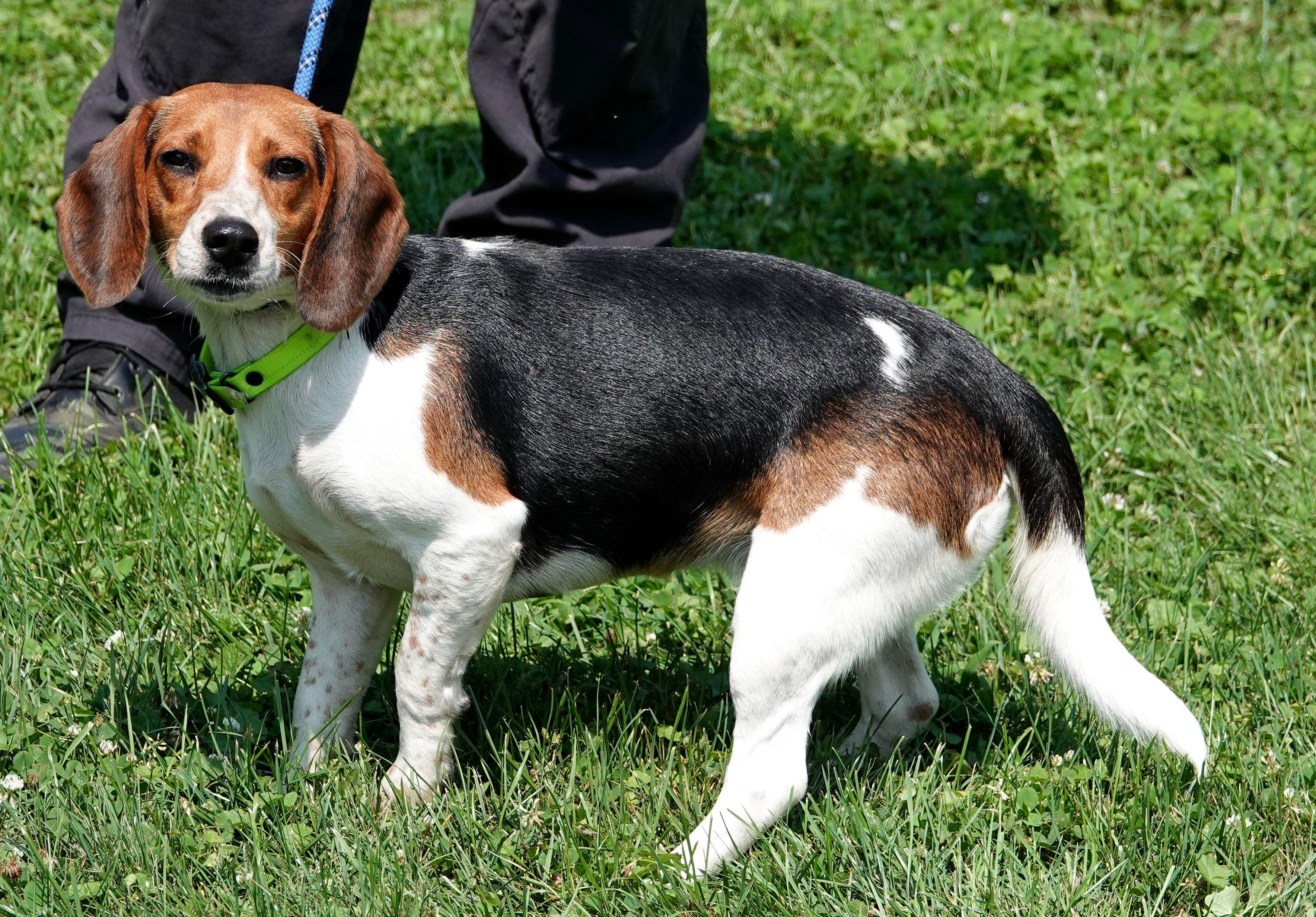 Riley - ADOPTED, an adopted Beagle in Millfield, OH image 3/3