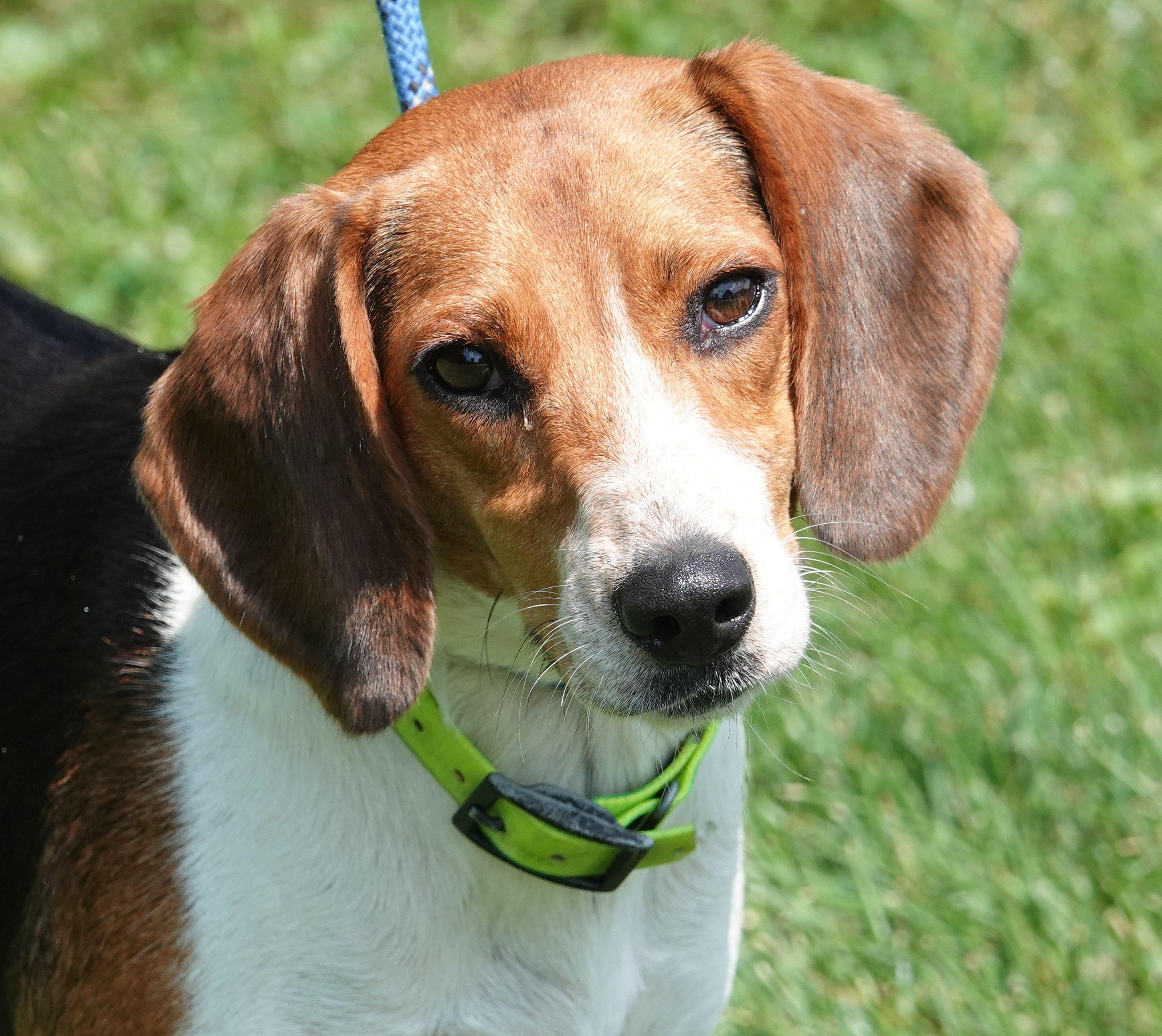 Riley - ADOPTED, adopted, Young Female Beagle.