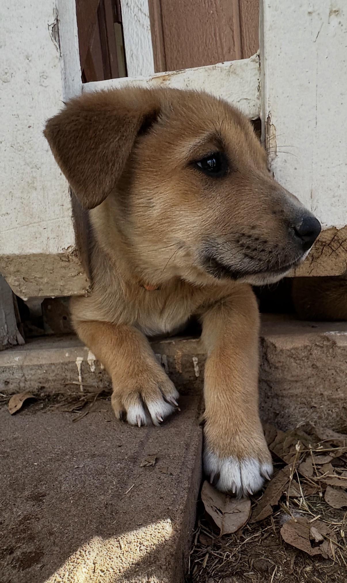 Enlarge Reya, a ADOPTABLE mixed breed in Gilbert, AZ image 2/3