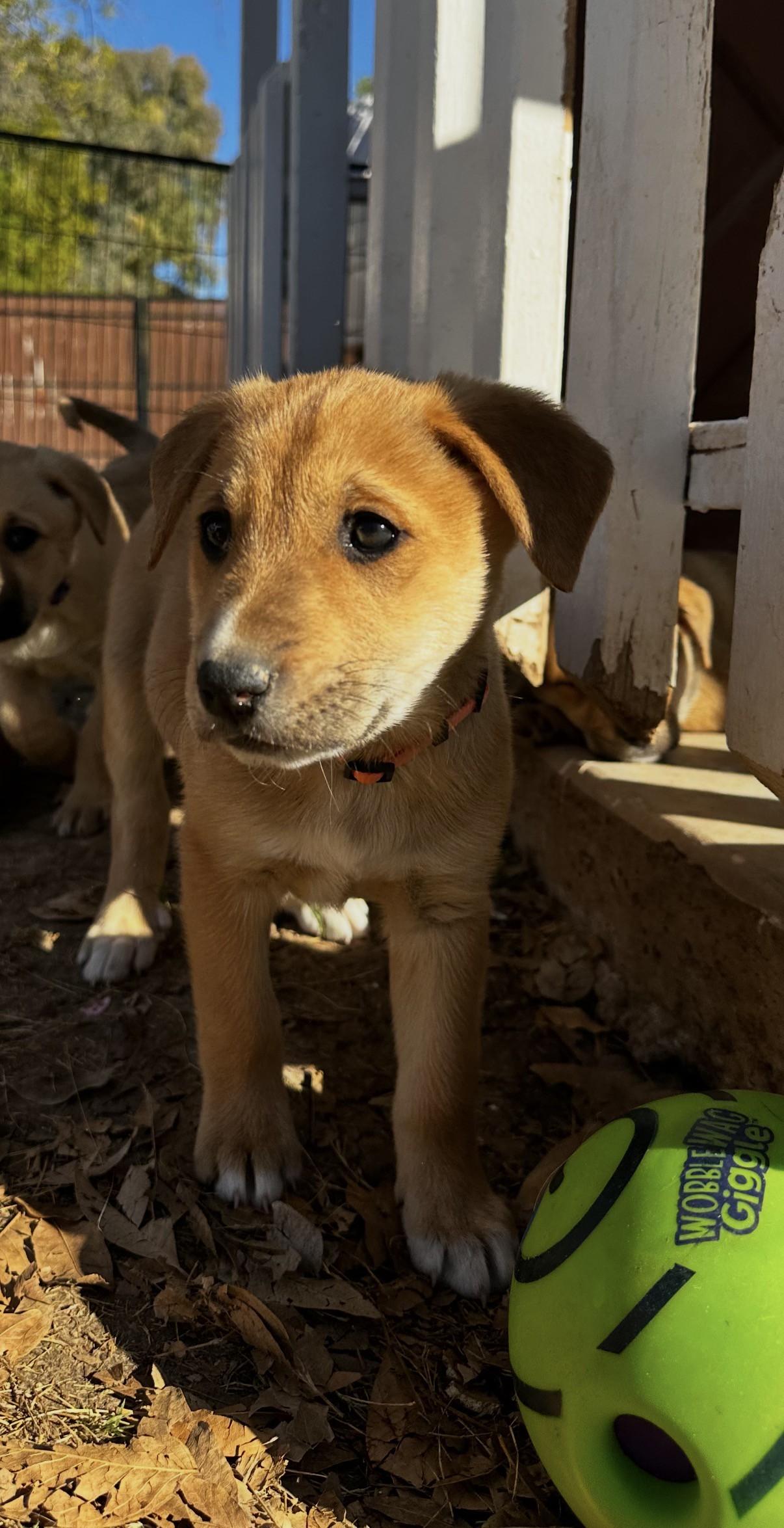 Enlarge Reya, a ADOPTABLE mixed breed in Gilbert, AZ image 3/3