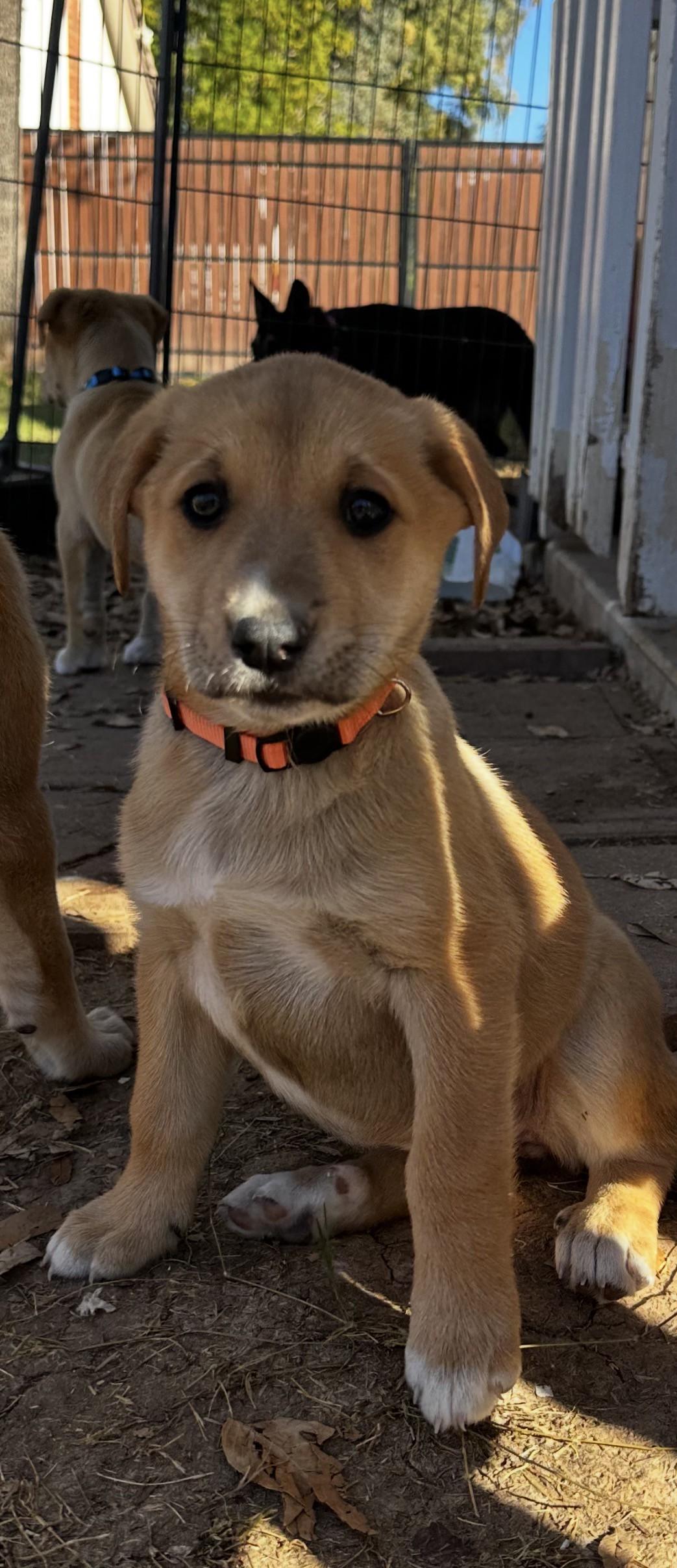Enlarge Reya, a ADOPTABLE mixed breed in Gilbert, AZ image 1/3