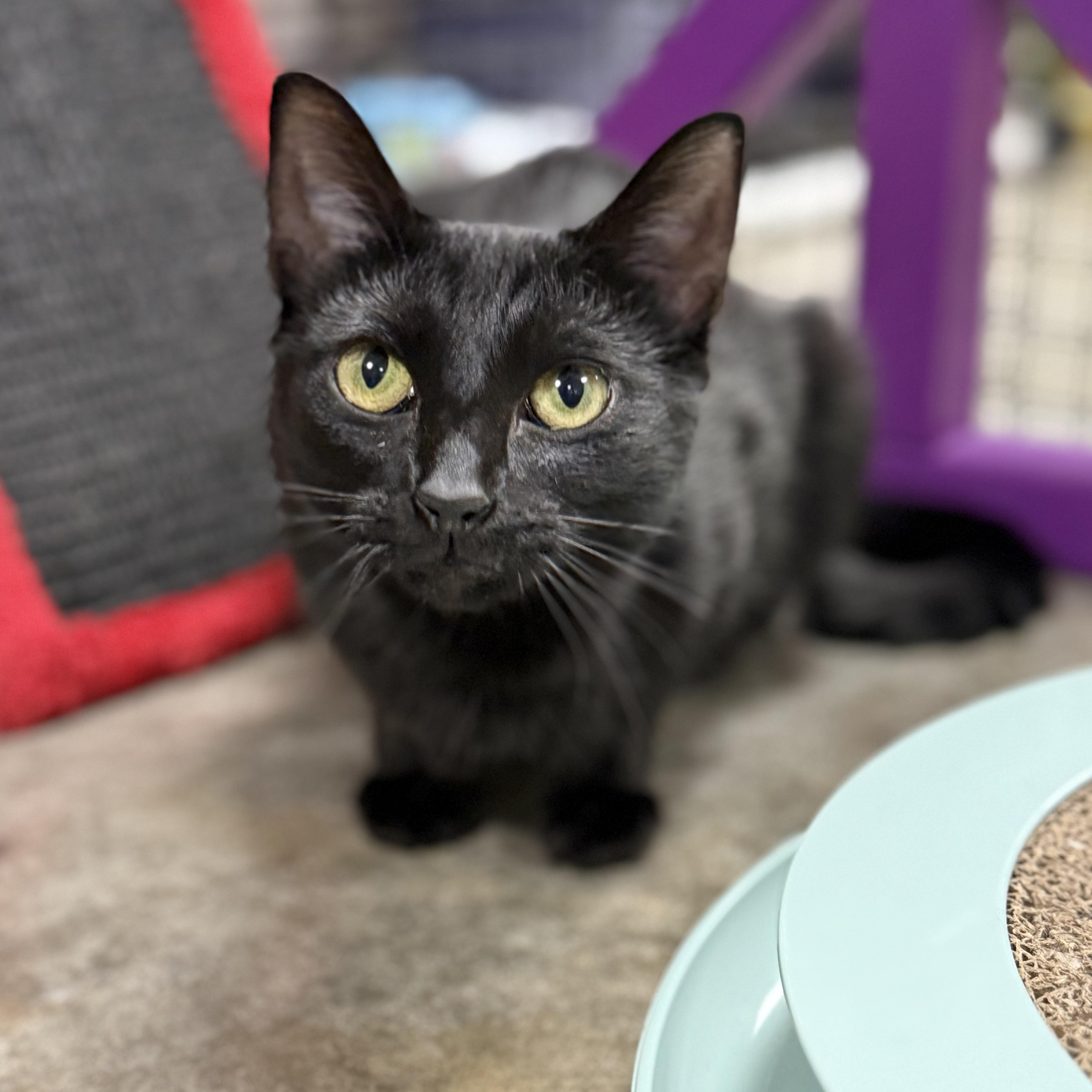 Pixie, Adoptable, Kitten Female Domestic Short Hair.