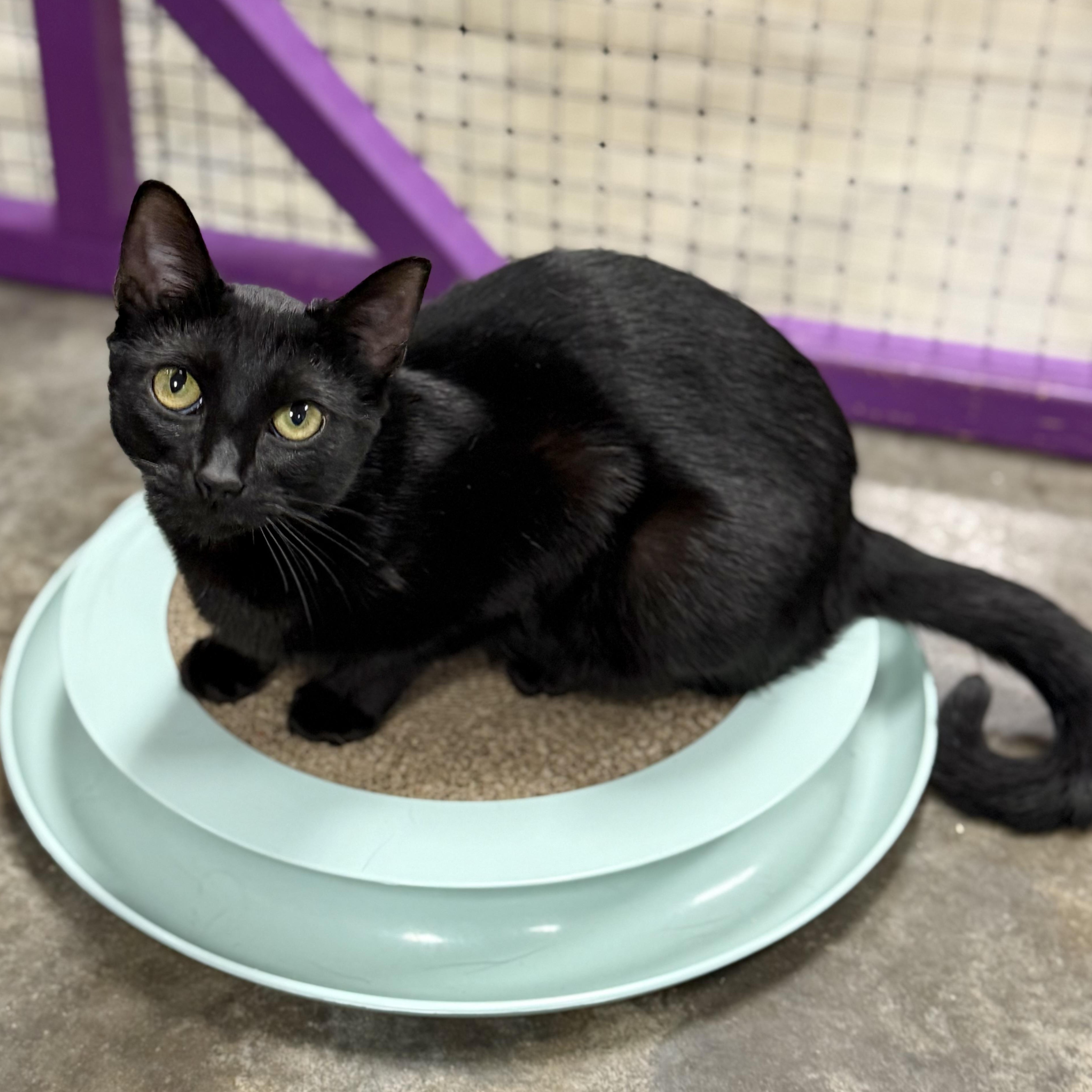 Enlarge Pixie, a Adoptable Domestic Short Hair in Collierville, TN image 2/4