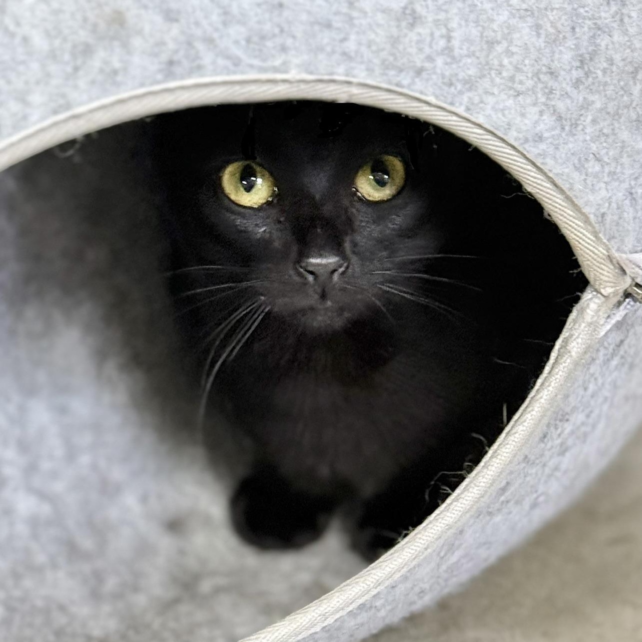 Enlarge Pixie, a Adoptable Domestic Short Hair in Collierville, TN image 5/6