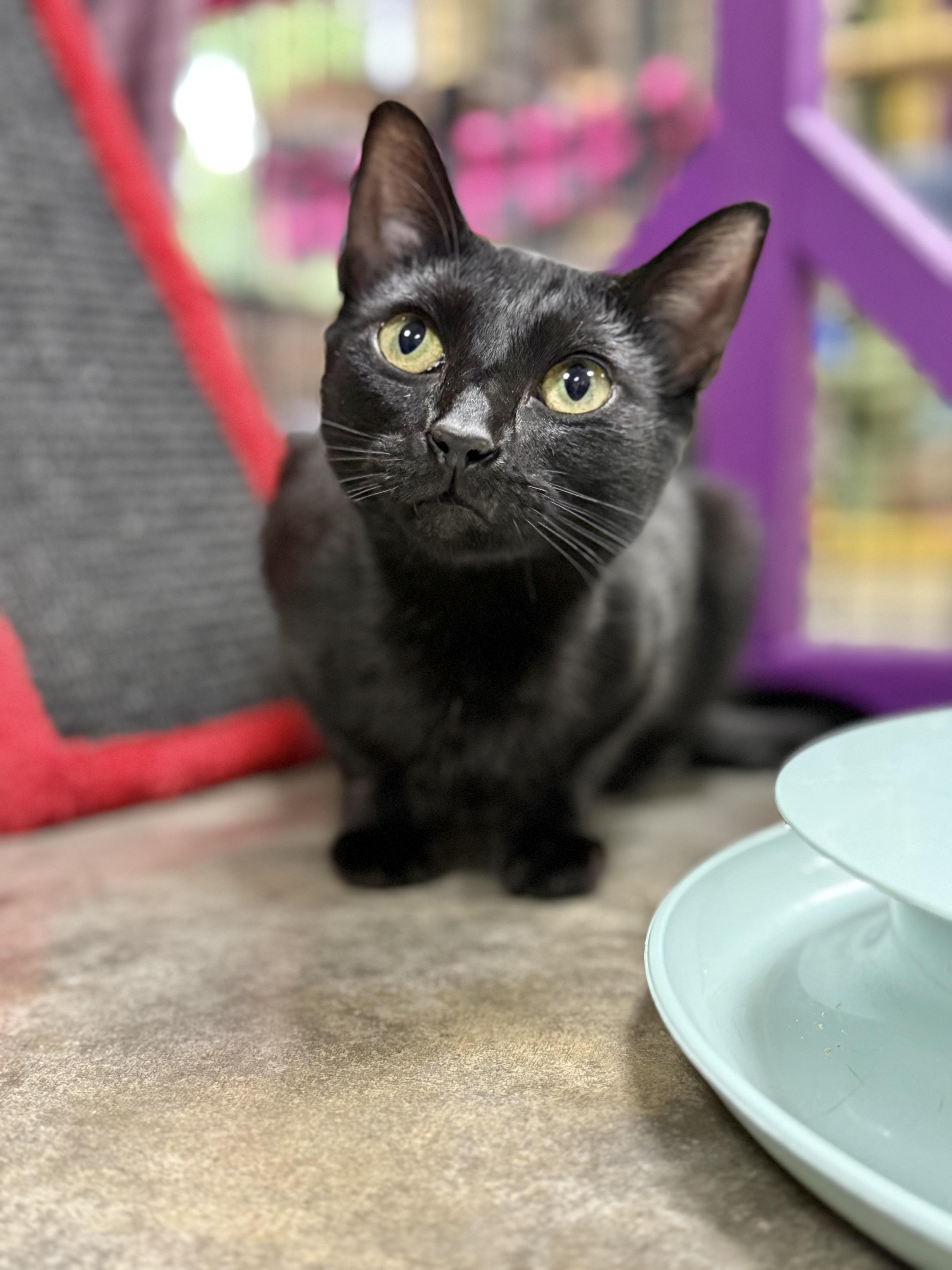 Enlarge Pixie, a Adoptable Domestic Short Hair in Collierville, TN image 4/4