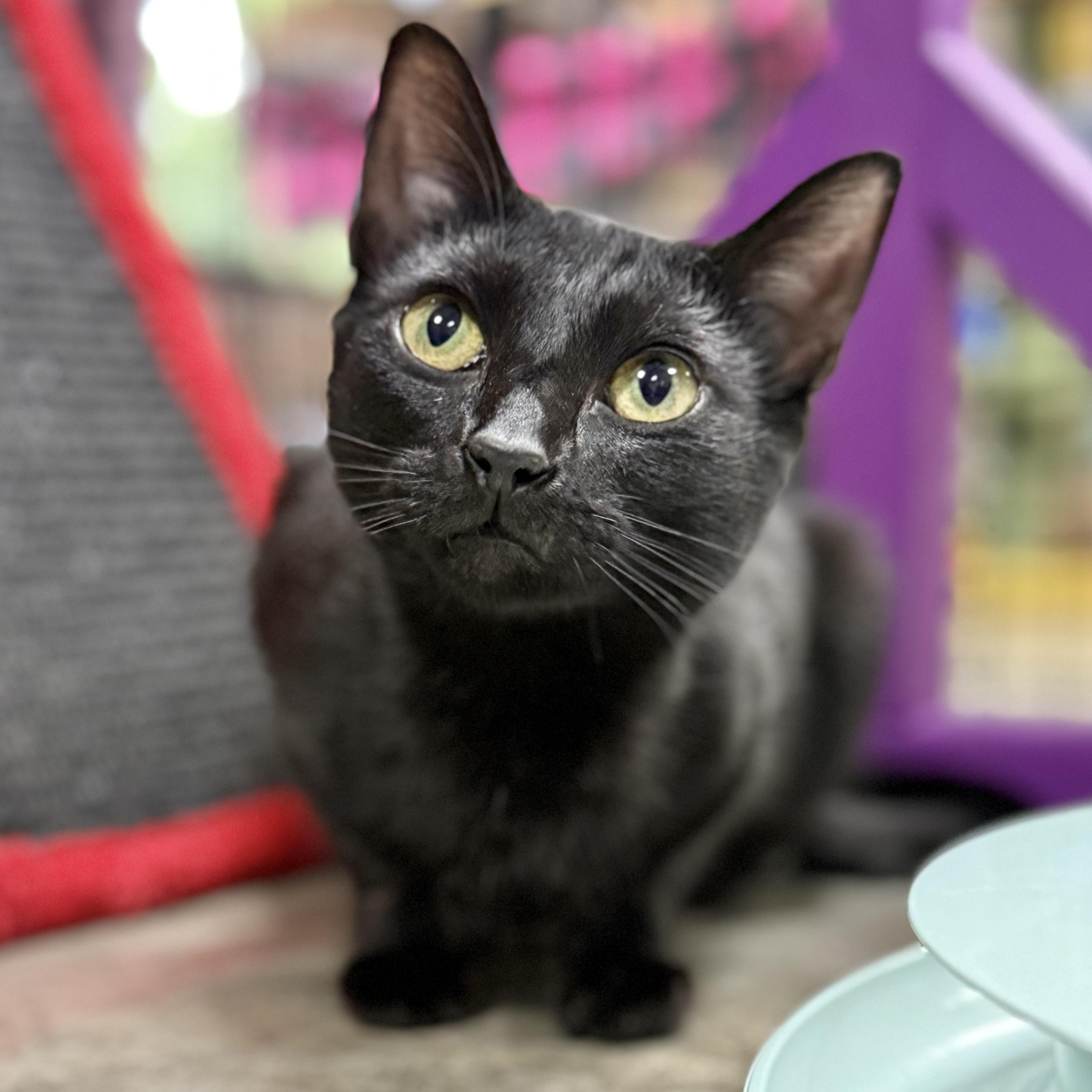 Enlarge Pixie, a Adoptable Domestic Short Hair in Collierville, TN image 4/6