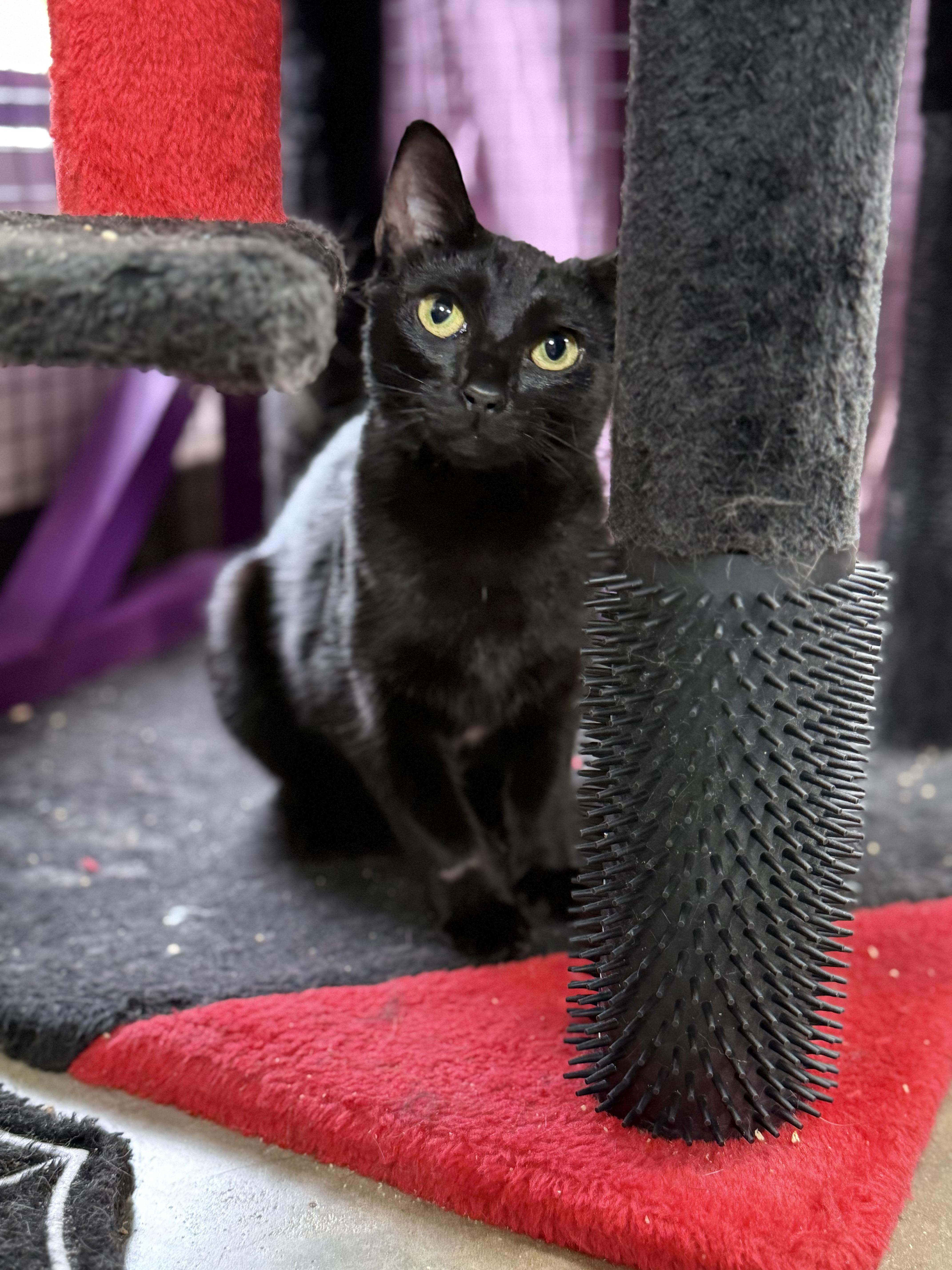 Enlarge Pixie, a Adoptable Domestic Short Hair in Collierville, TN image 3/4