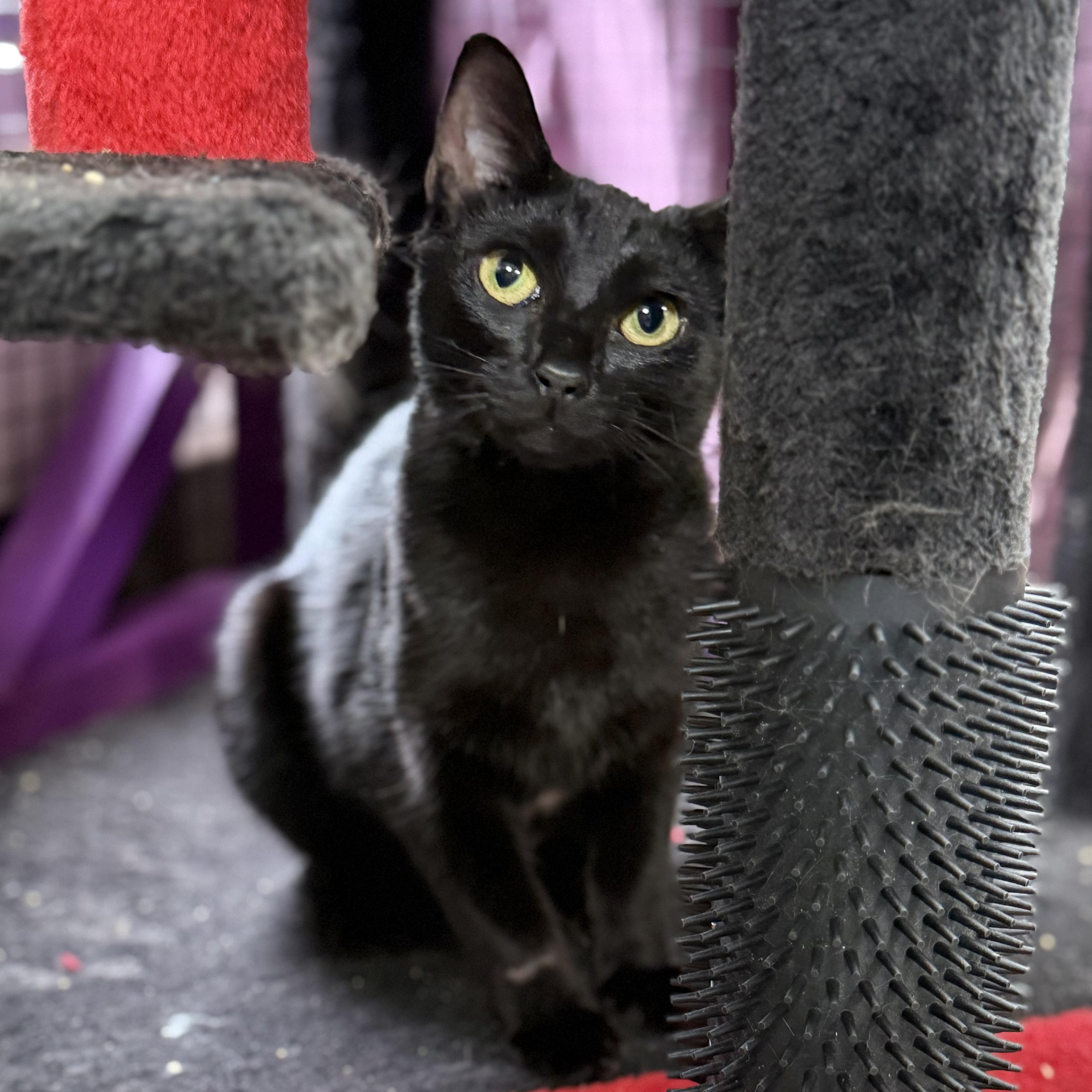 Enlarge Pixie, a Adoptable Domestic Short Hair in Collierville, TN image 3/6
