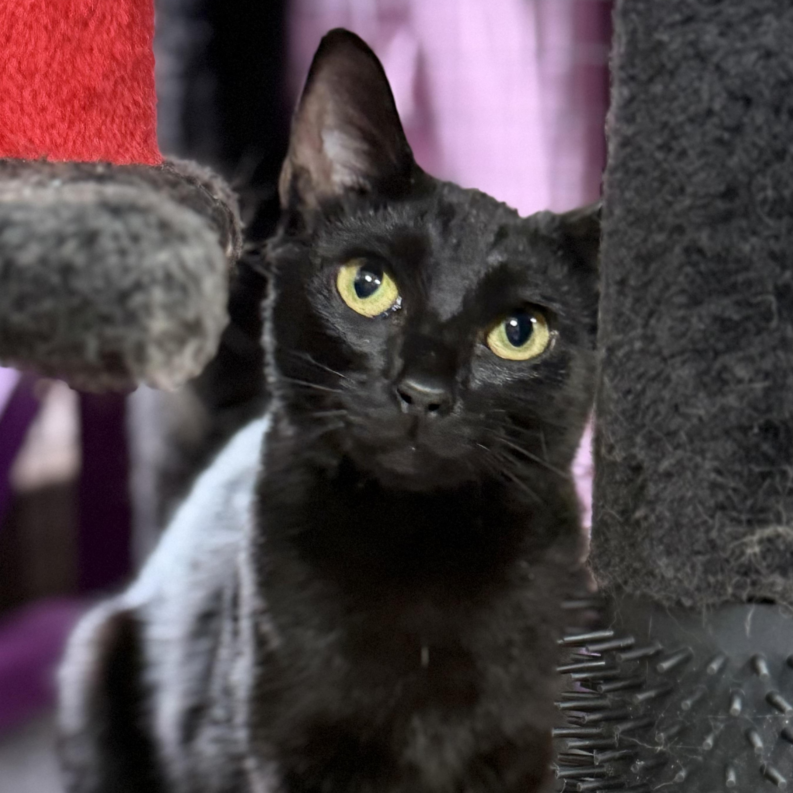 Enlarge Pixie, a Adoptable Domestic Short Hair in Collierville, TN image 1/6