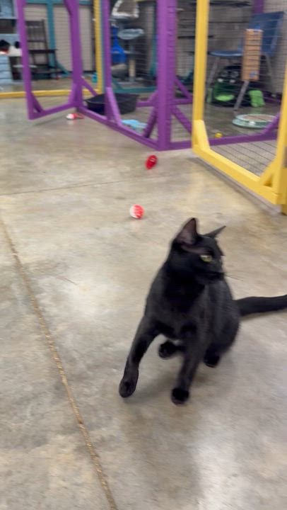 Enlarge Pixie, a Adoptable Domestic Short Hair in Collierville, TN video 6/6