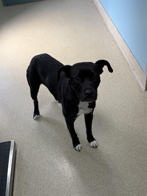 Enlarge HERA, a Adoptable mixed breed in Newton, NC image 1/1