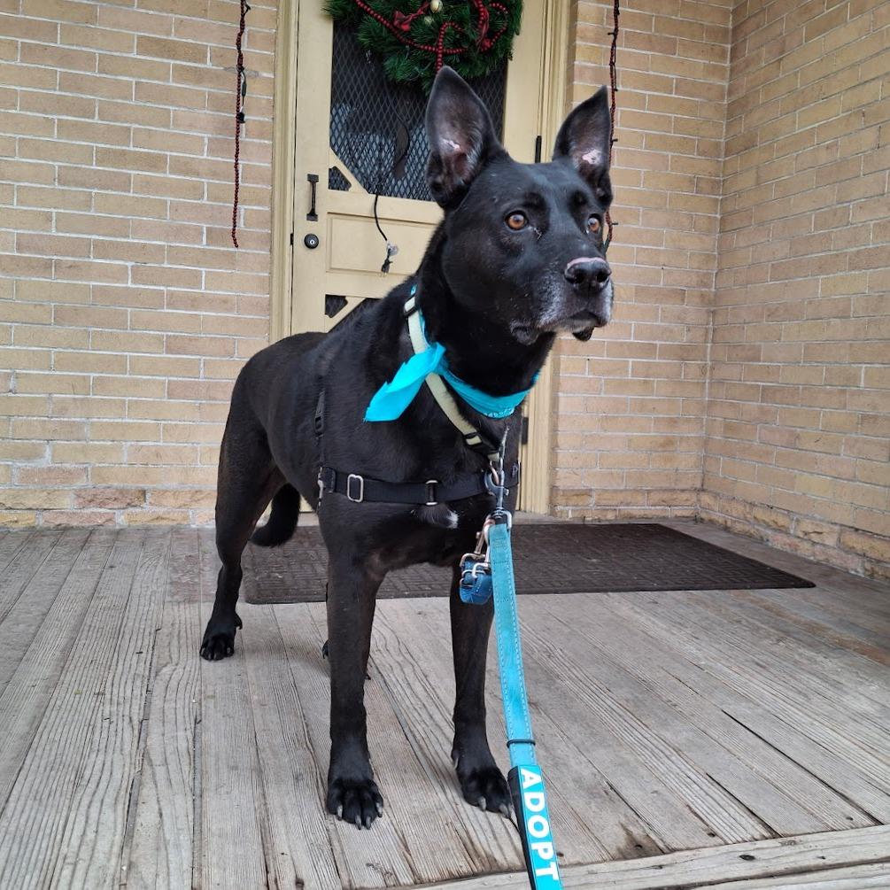 Enlarge Goose, a Adoptable mixed breed in Murray, UT image 2/6