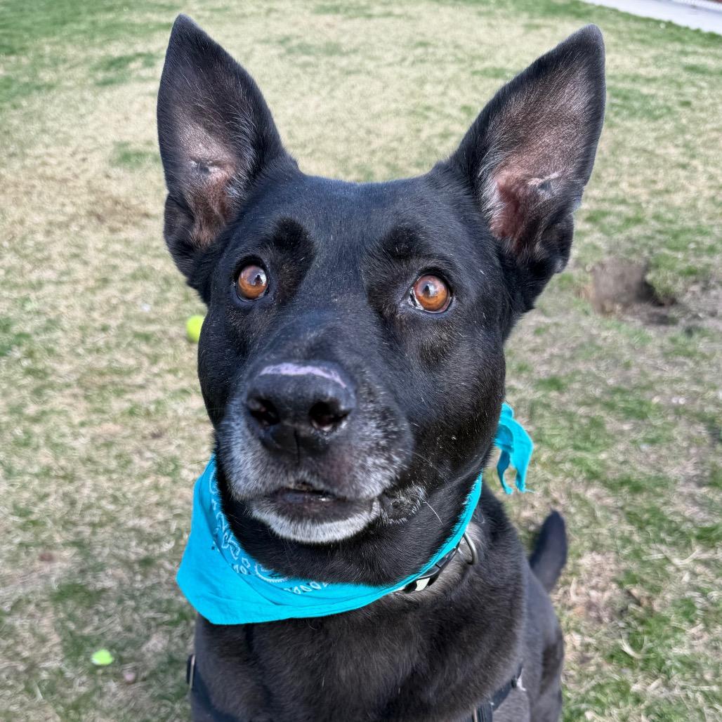 Enlarge Goose, a Adoptable mixed breed in Murray, UT image 4/6