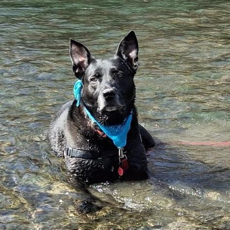 Enlarge Goose, a Adoptable mixed breed in Murray, UT image 5/6